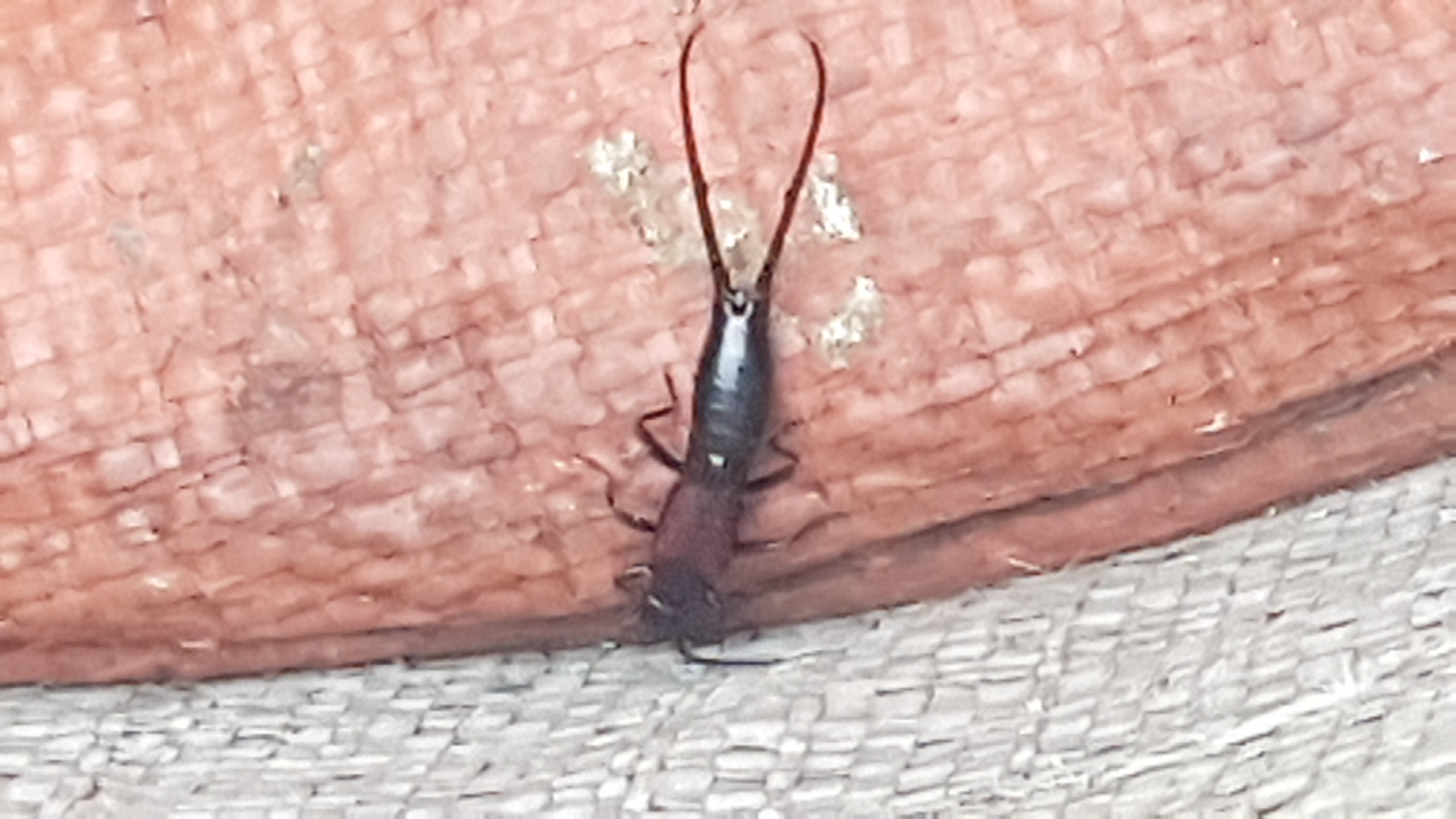 무슨벌레인가요?