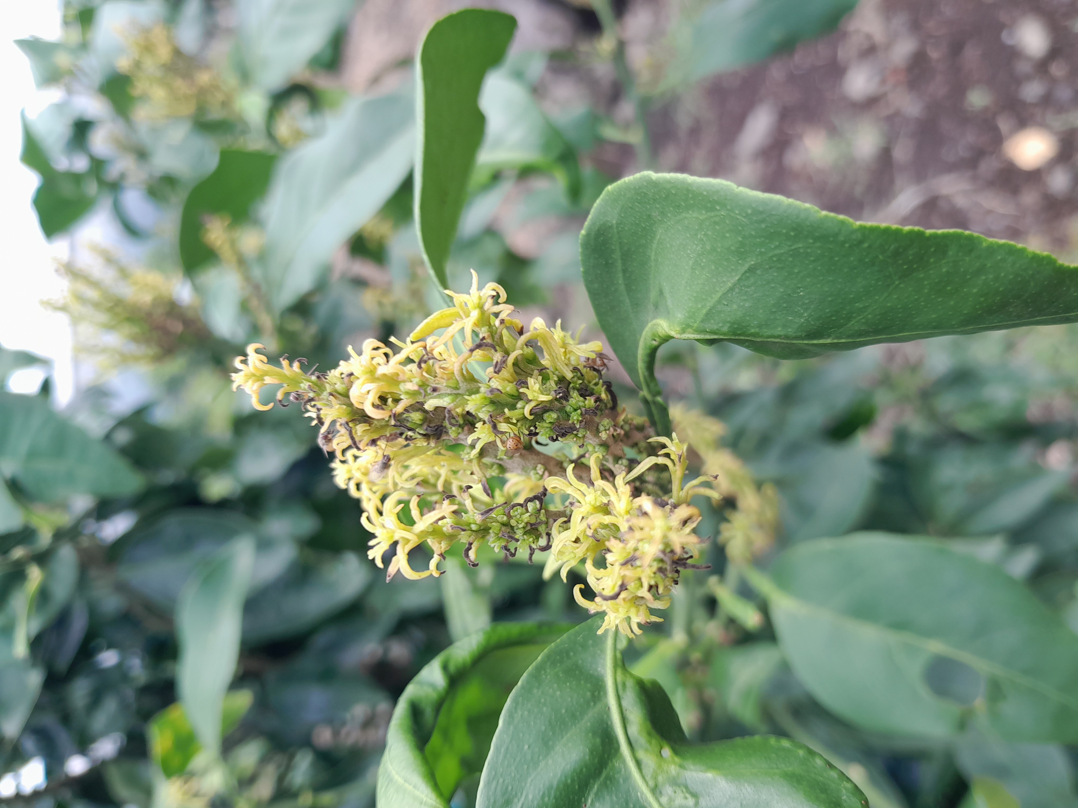 노지 황금향 잎사귀 상태