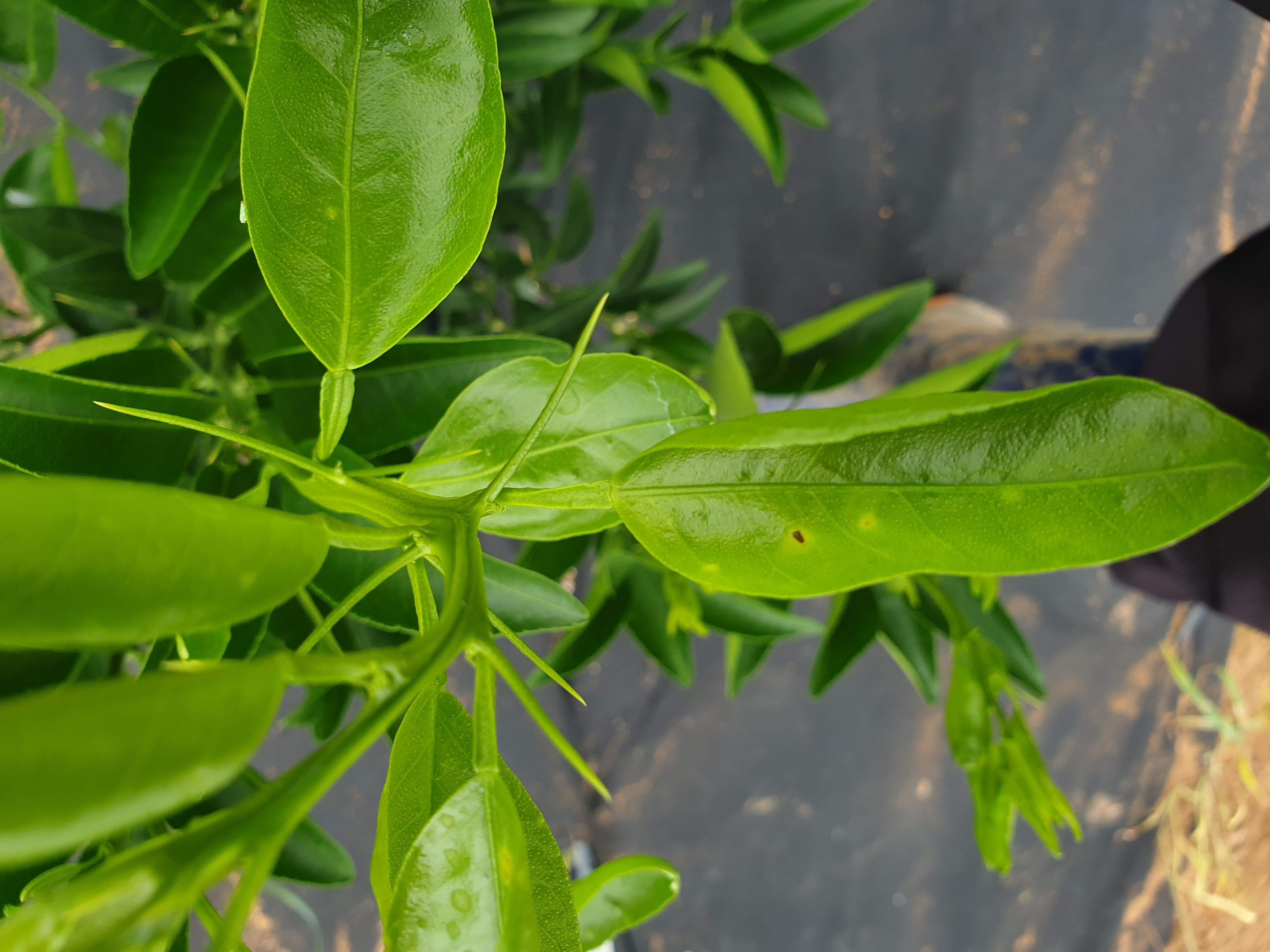 천혜향 입의 바점