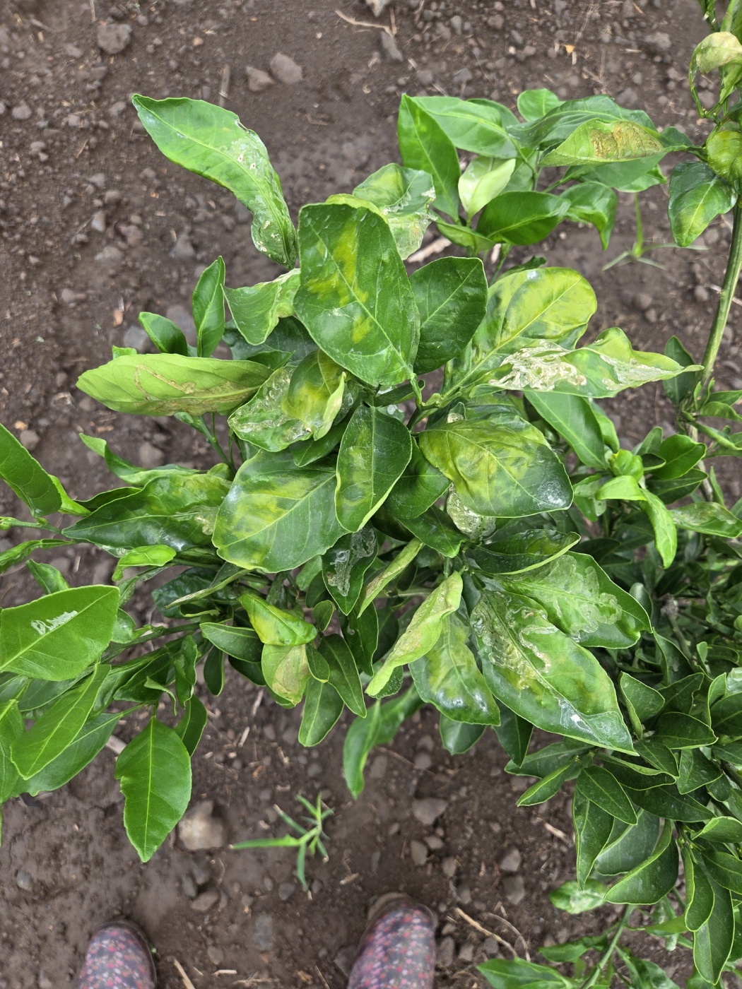 2년생 유라조생