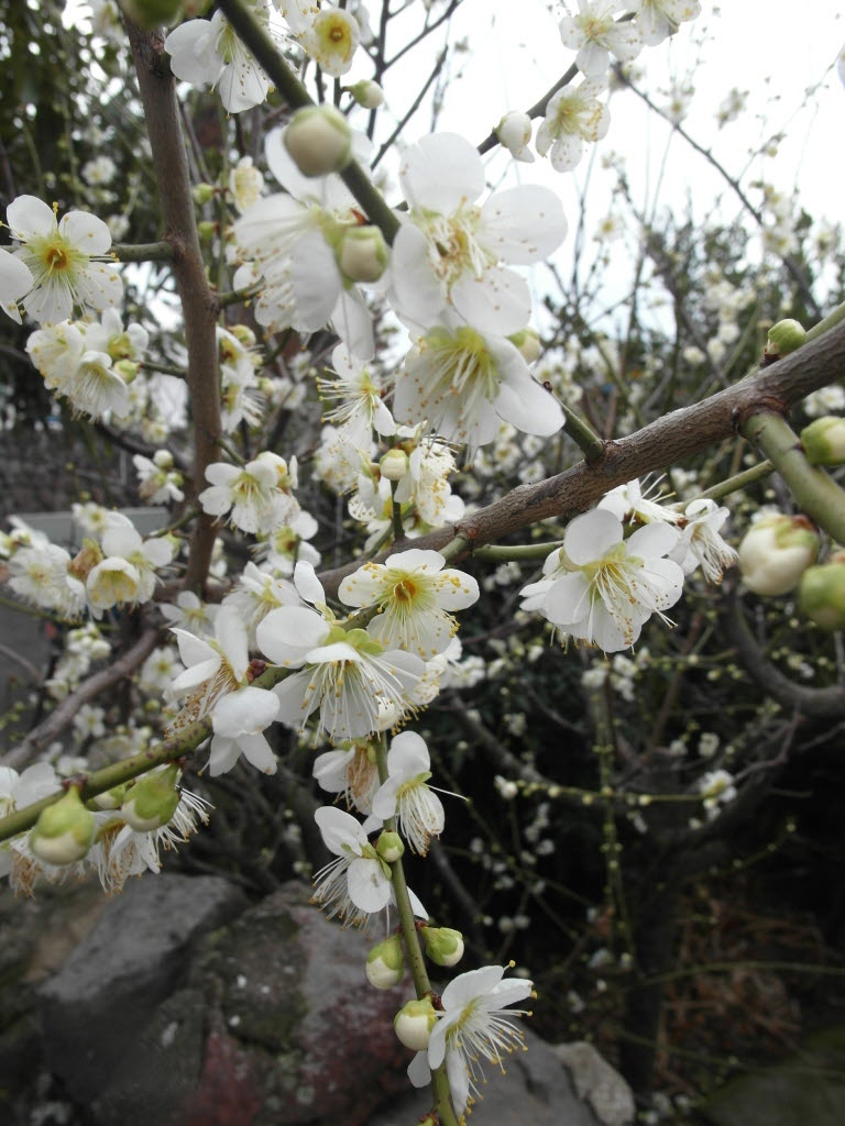 매화꽃이 피었습니다