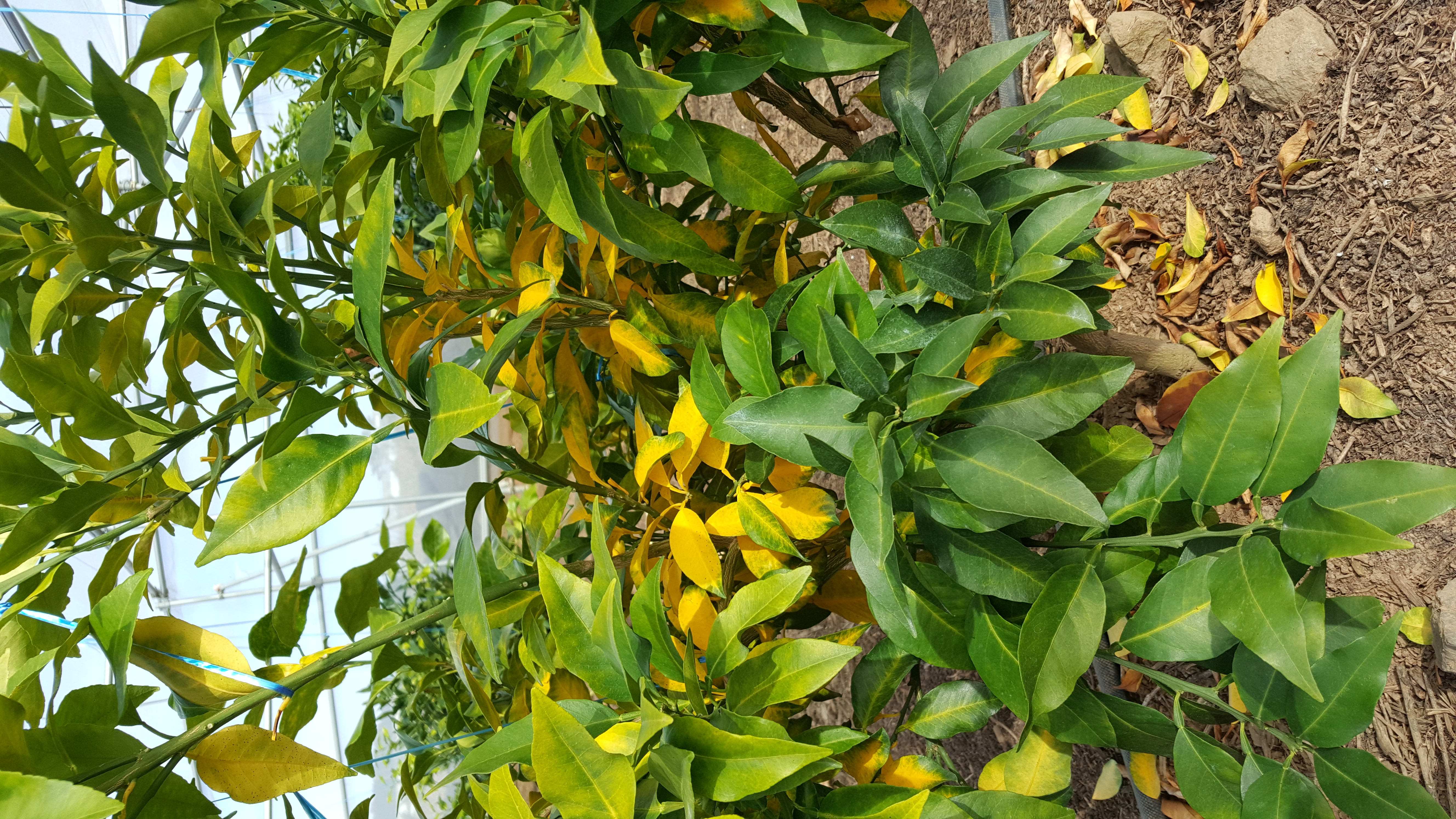 황금향 상담입니다