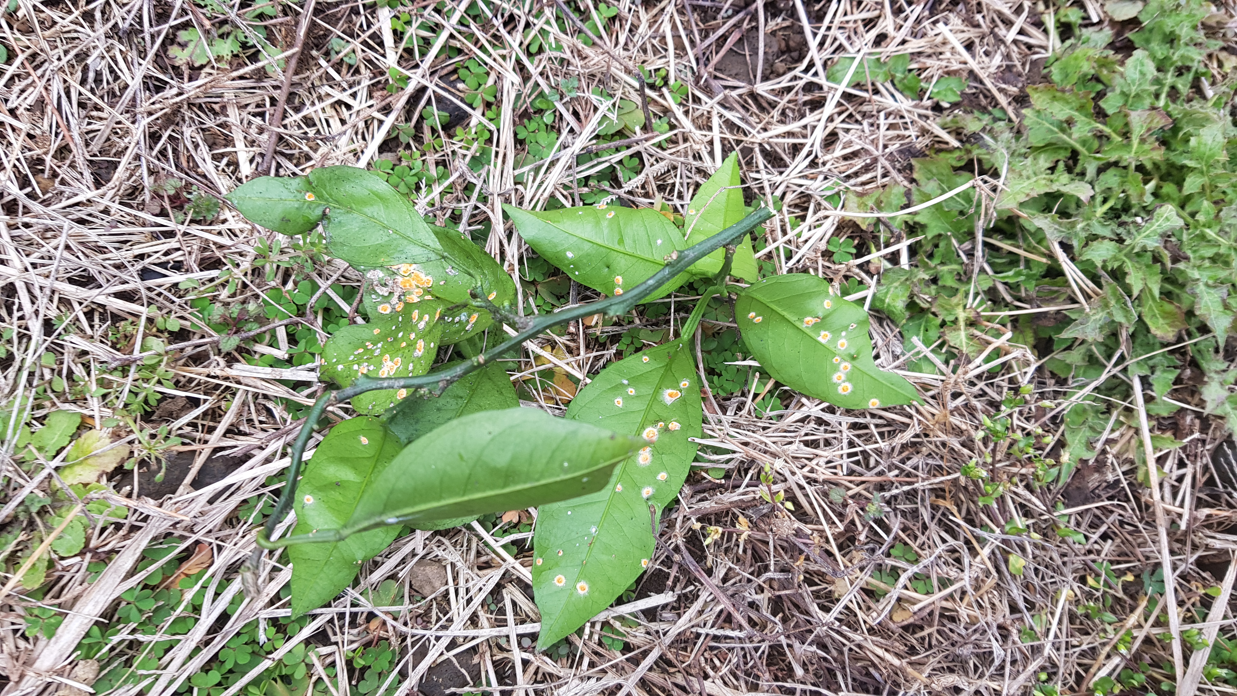 전정하다 본 해충입니다. 무엇인지 알고 싶습니다.