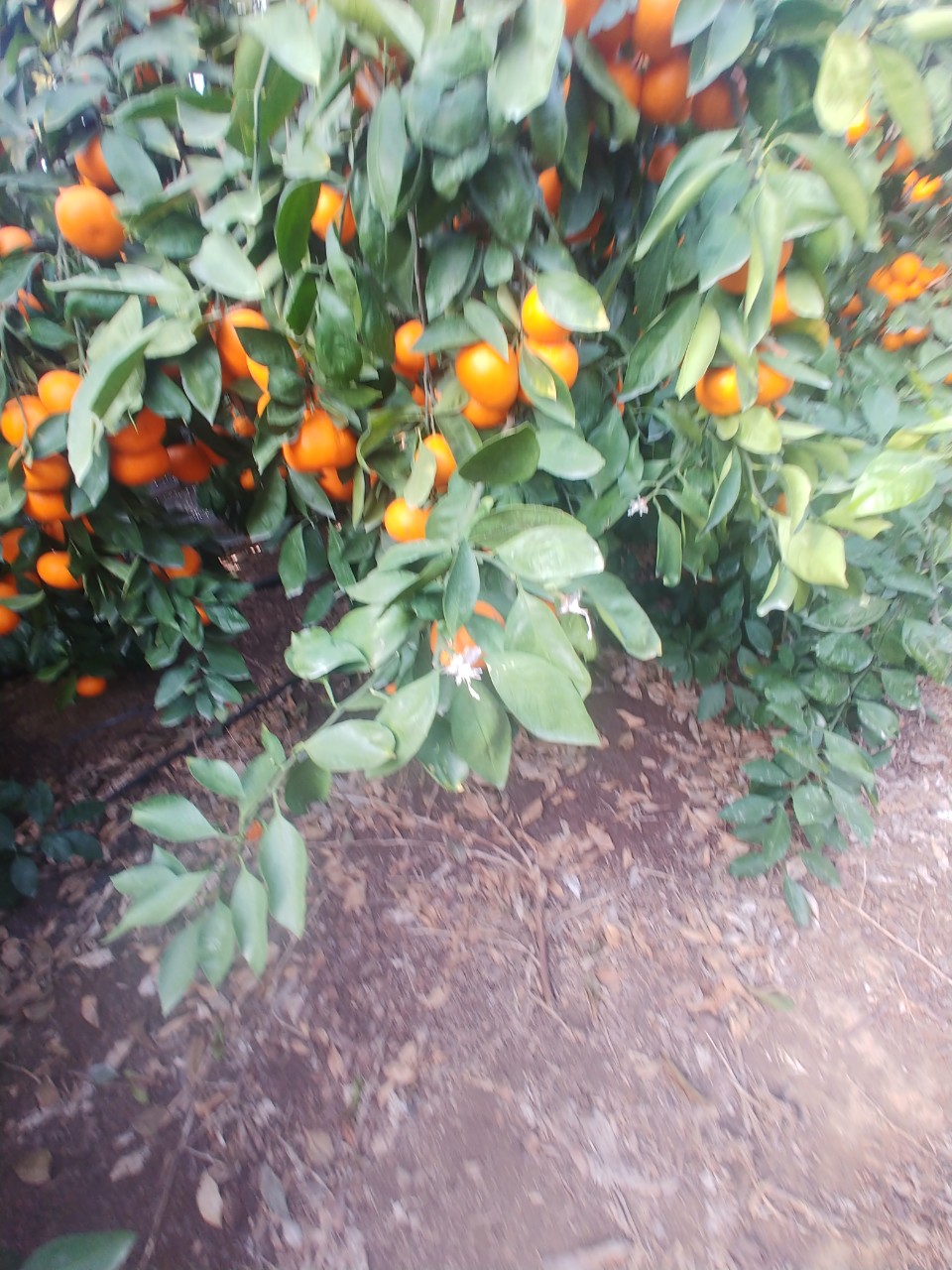 비가림 하우스 내에 들어오는 유해동물 퇴치법을 알고 싶습니다