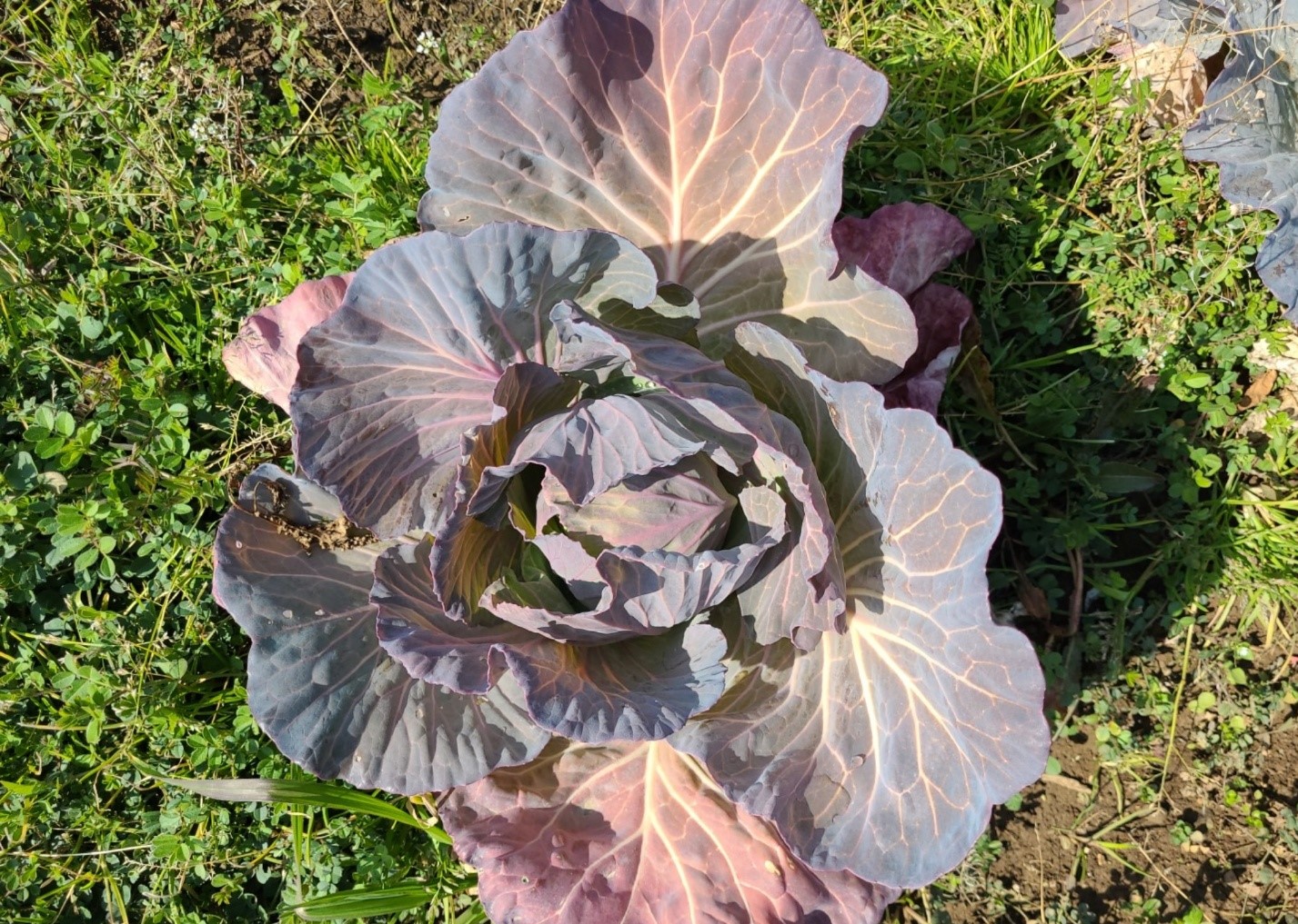 양배추 관련 문의 드립니다.