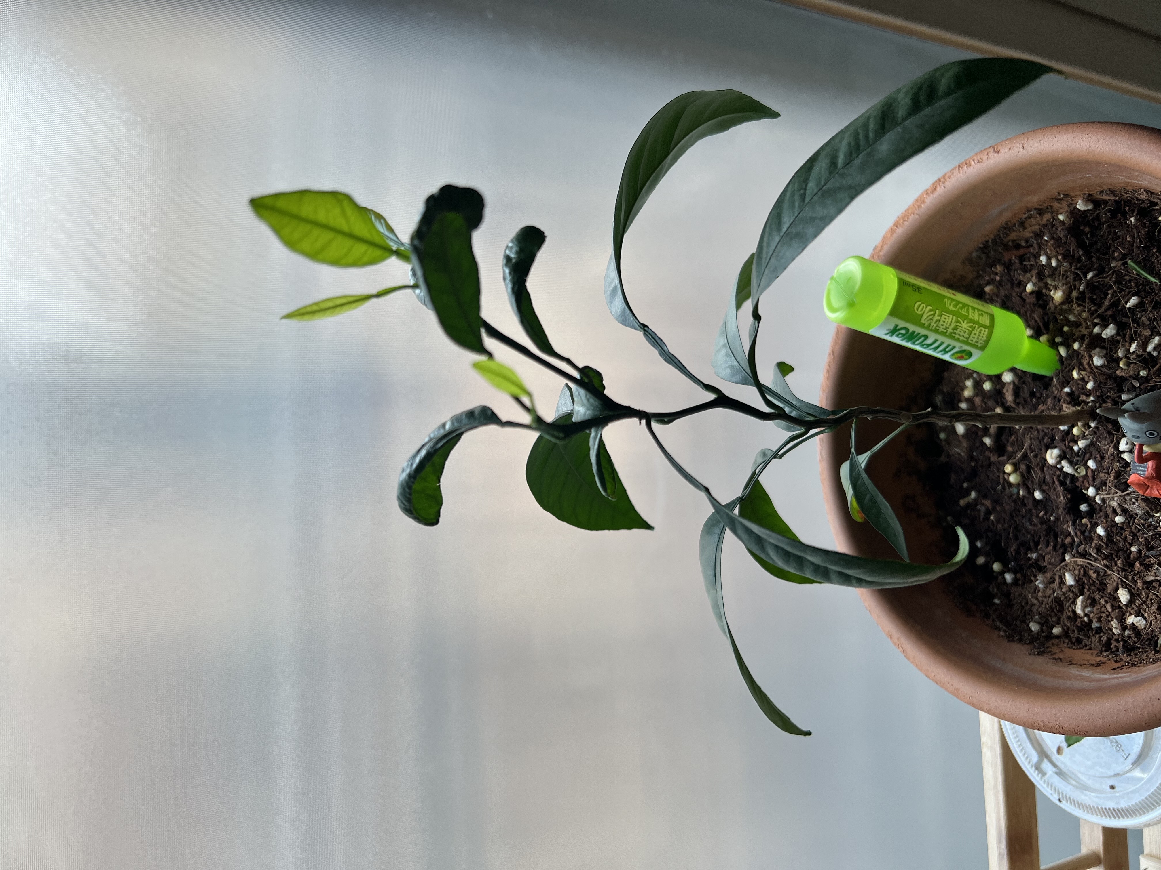 레드향 잎 오그라들음