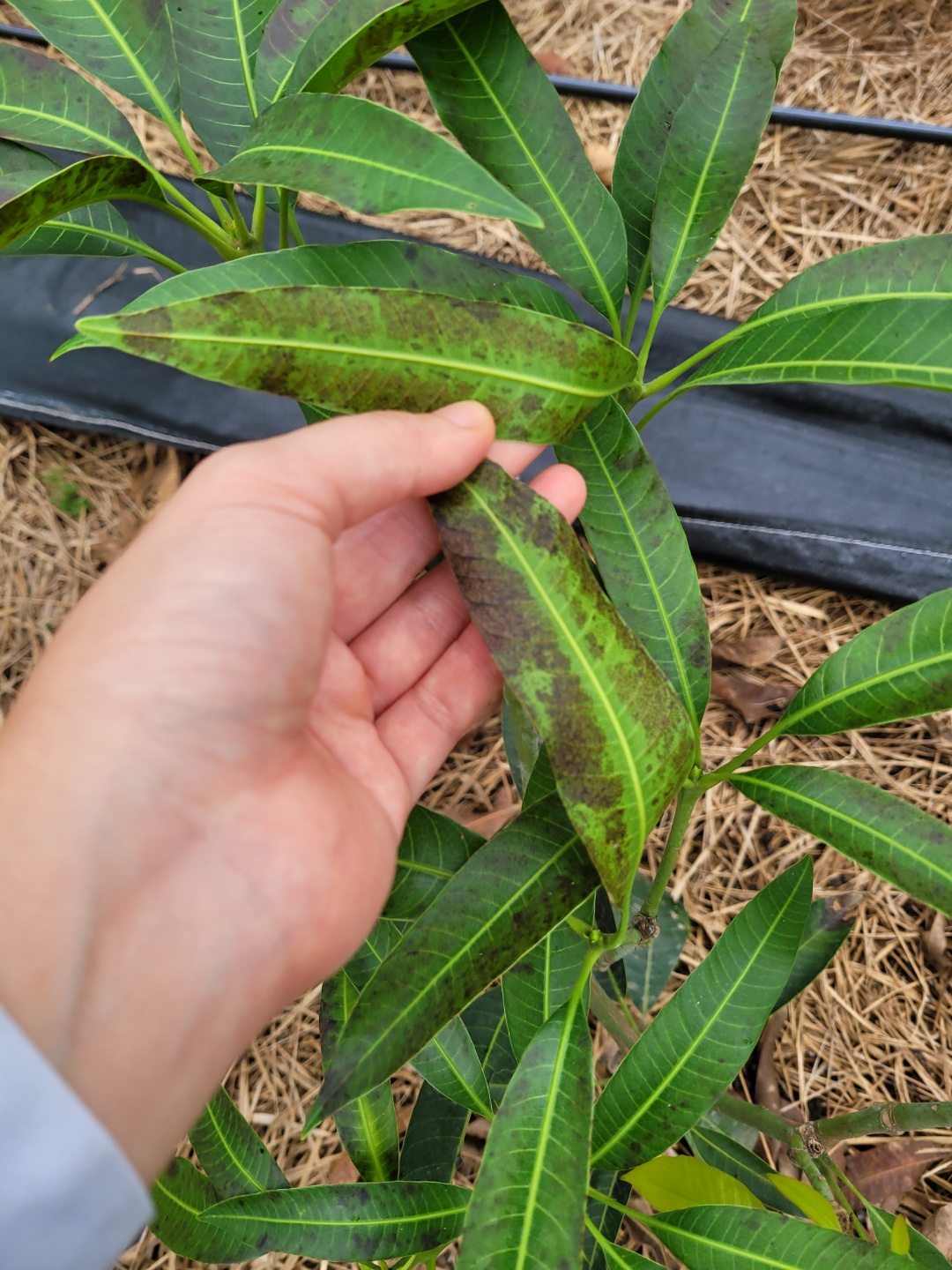 애플망고 잎 시듦