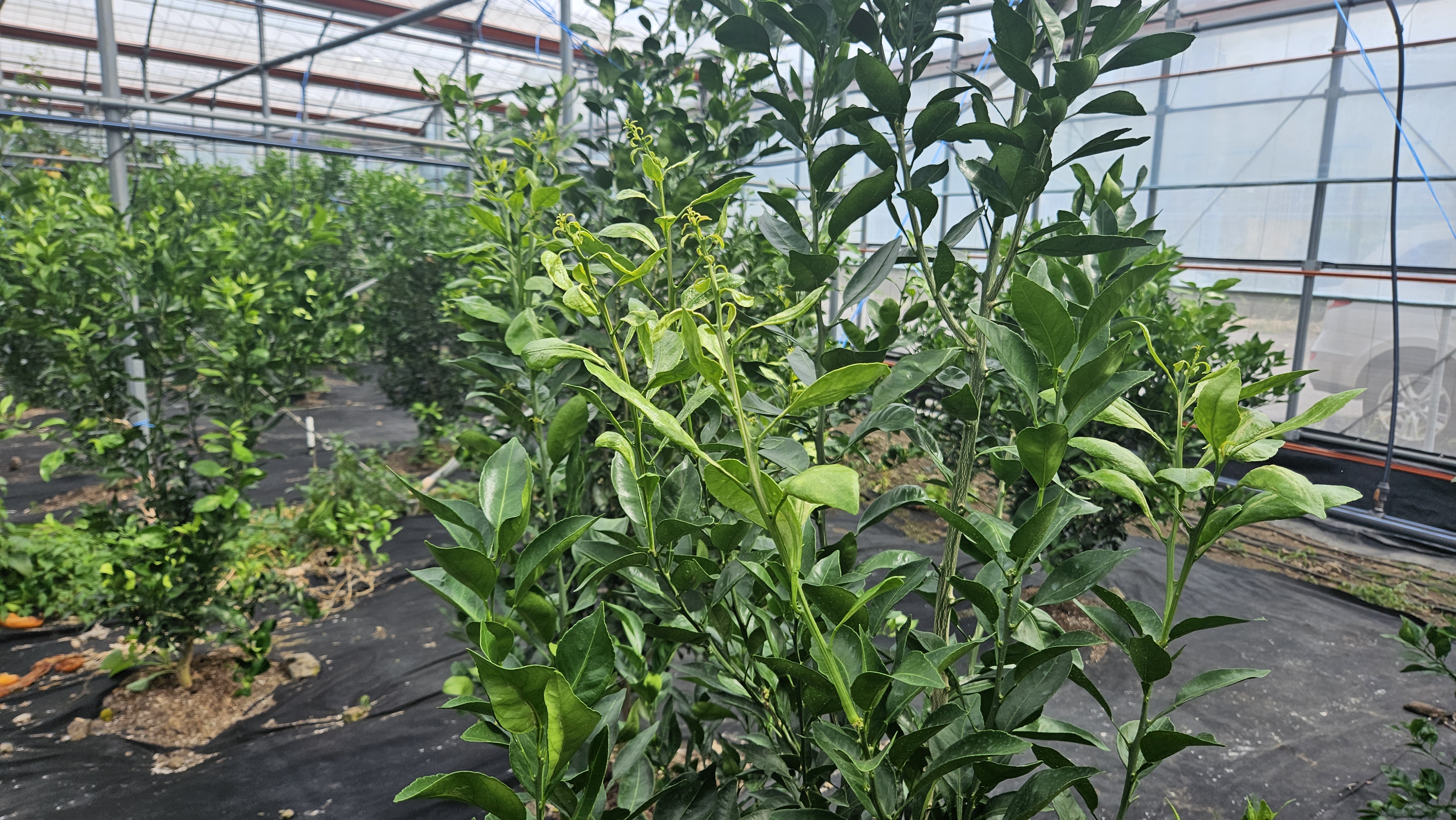 한라봉 잎사귀 증상