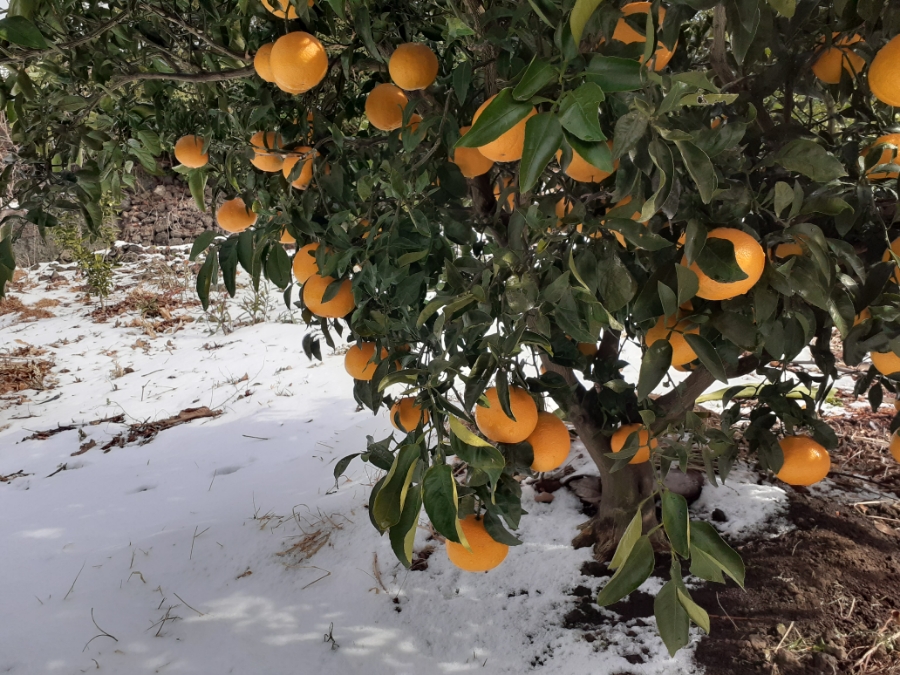 노지한라봉 한파가 오기전 봉투씌우는 시기 언제가 적당한가요?