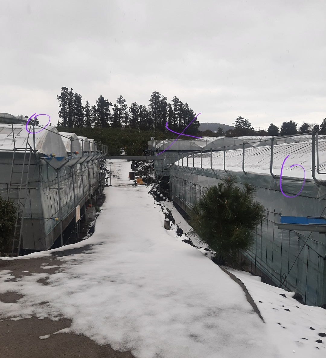 비가림하우스, 잎이 노랗게