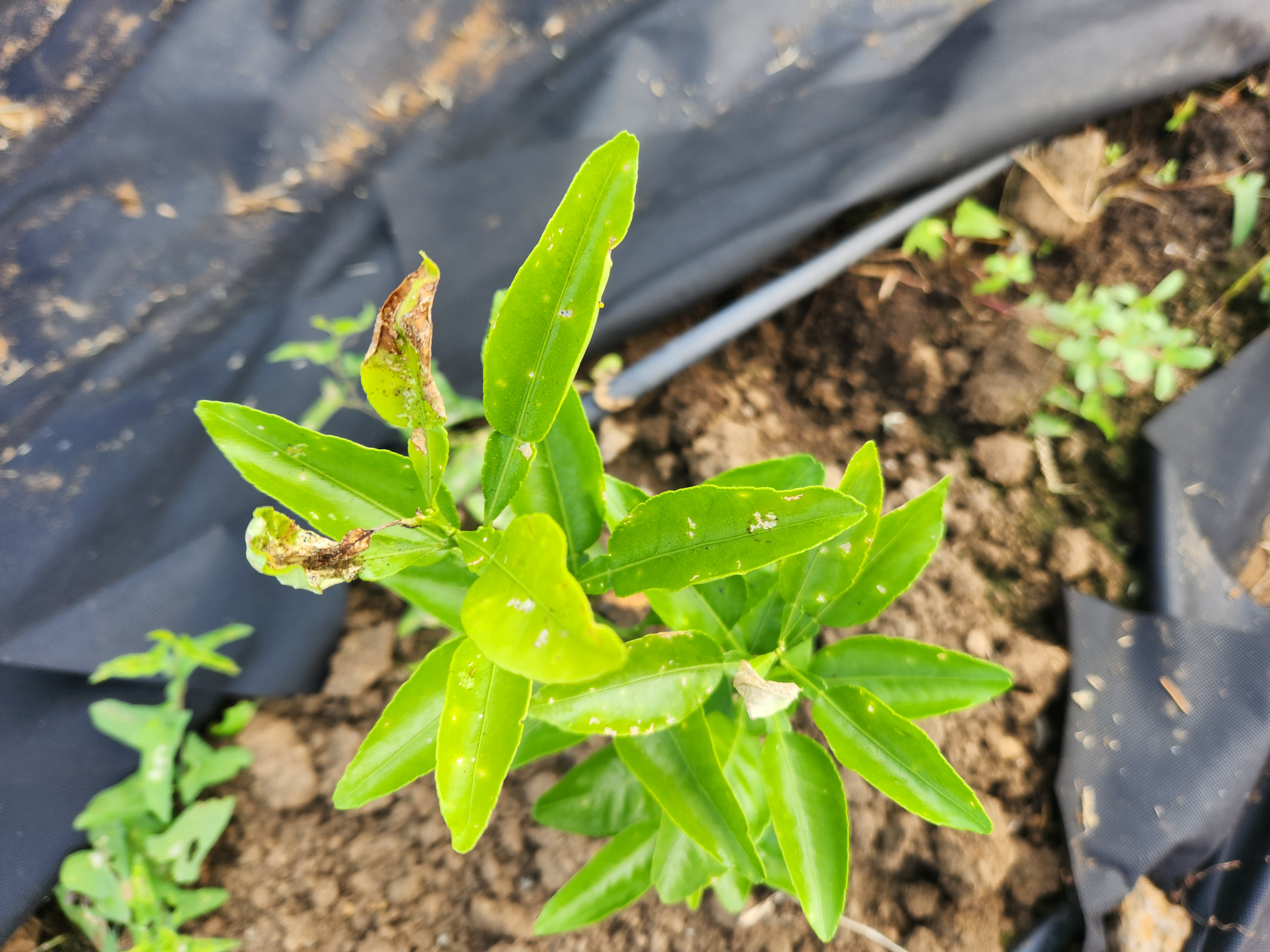 다이마사키(홍한라봉) 잎사귀 문의