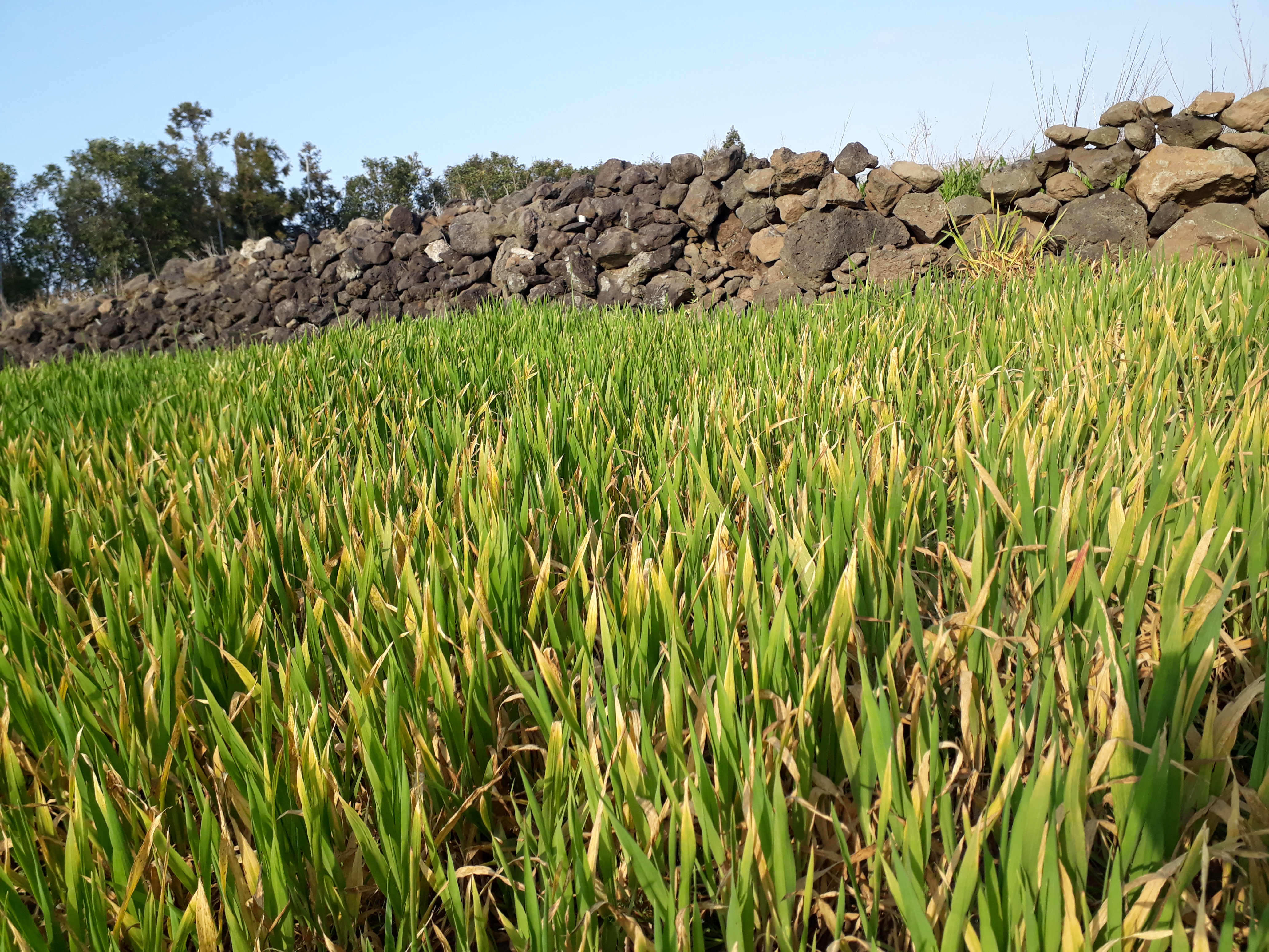자색보리가 병이 든것 같아요