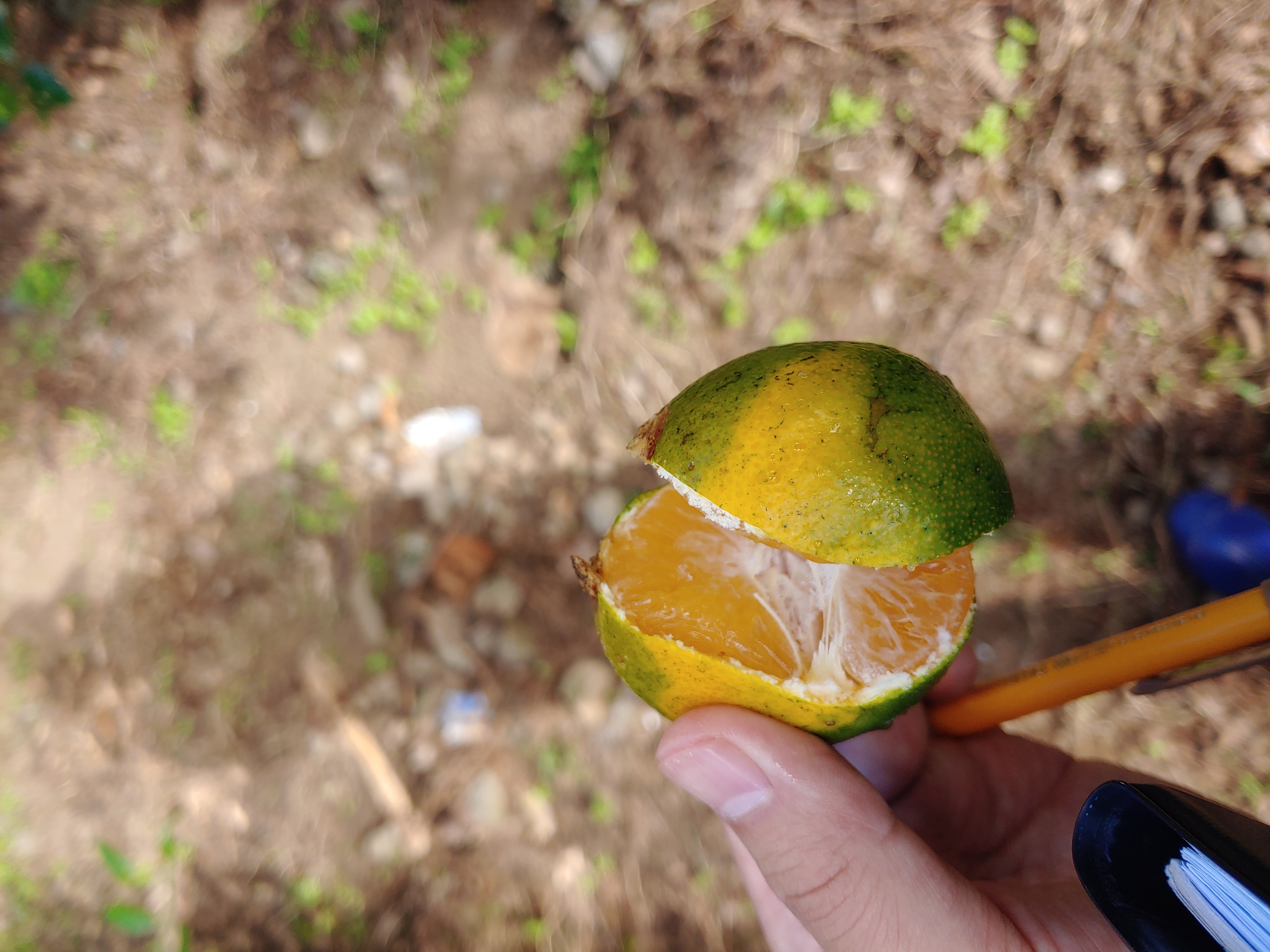 노지 밀감 피해증상 알고 싶습니다