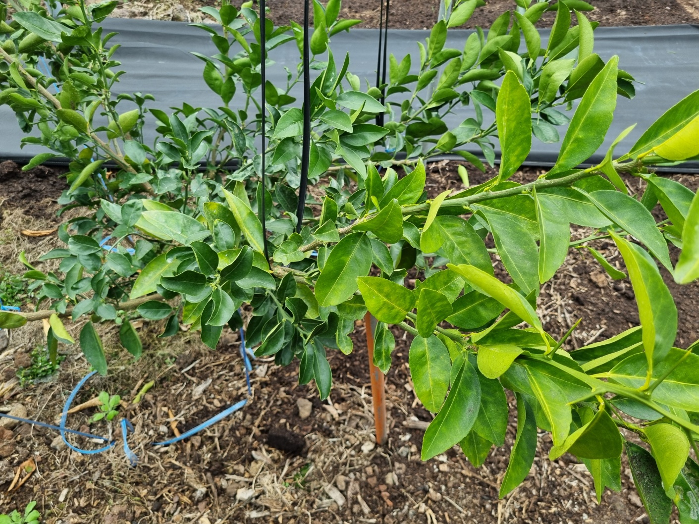 천혜향 묘목 유인가지 끝부분이 변색이 되어가는 원인을 알고 싶습니다.