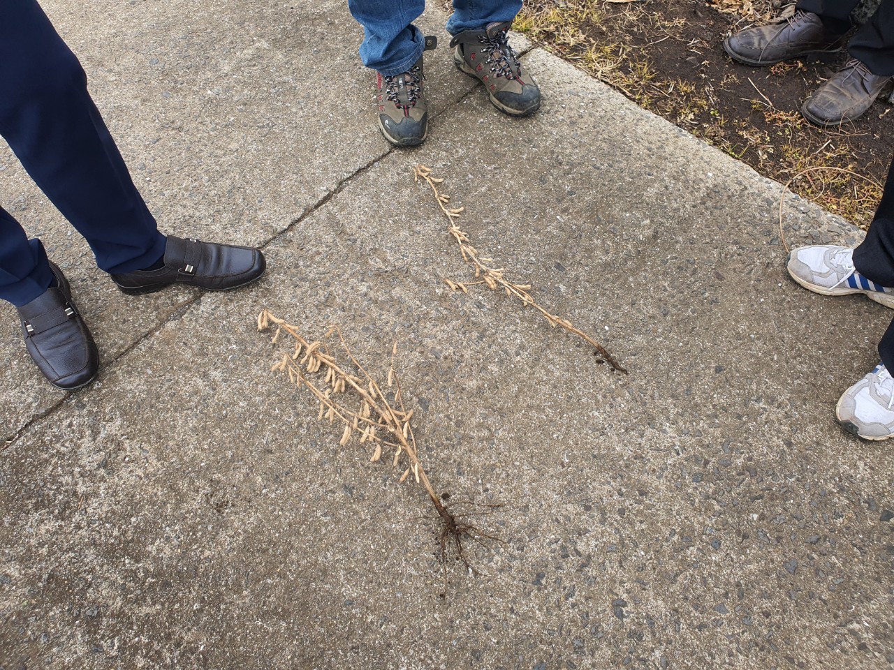 '아람' 콩 평가회