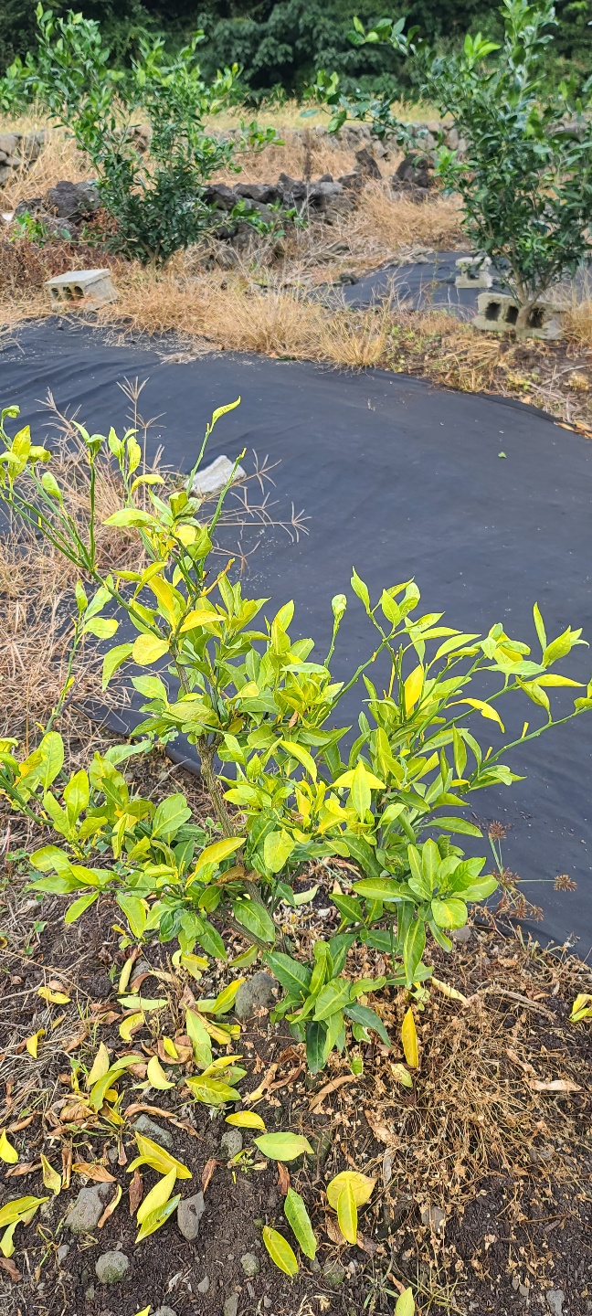 하례조생이 시들어 죽어갑니다