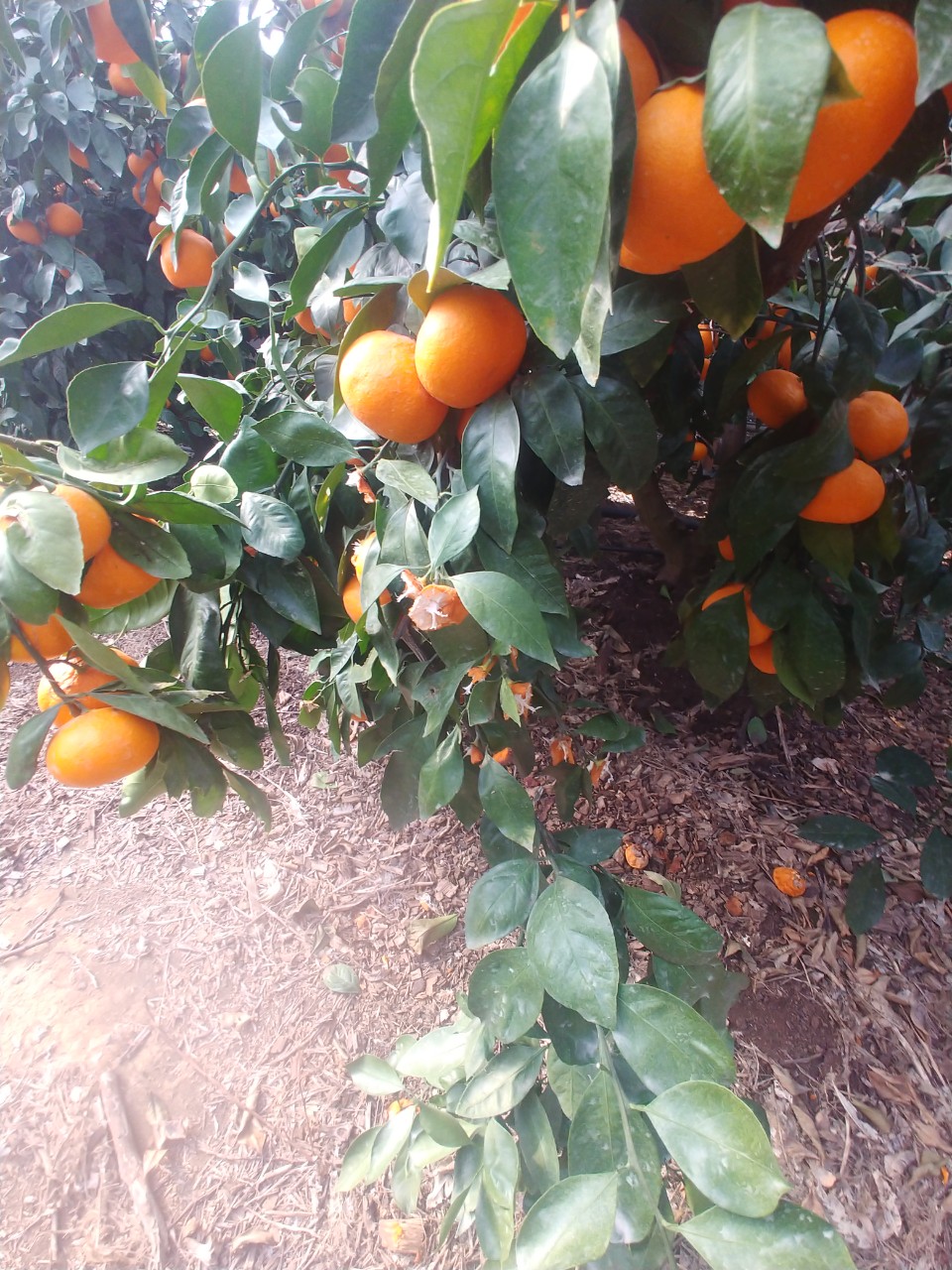 비가림 하우스 내에 들어오는 유해동물 퇴치법을 알고 싶습니다