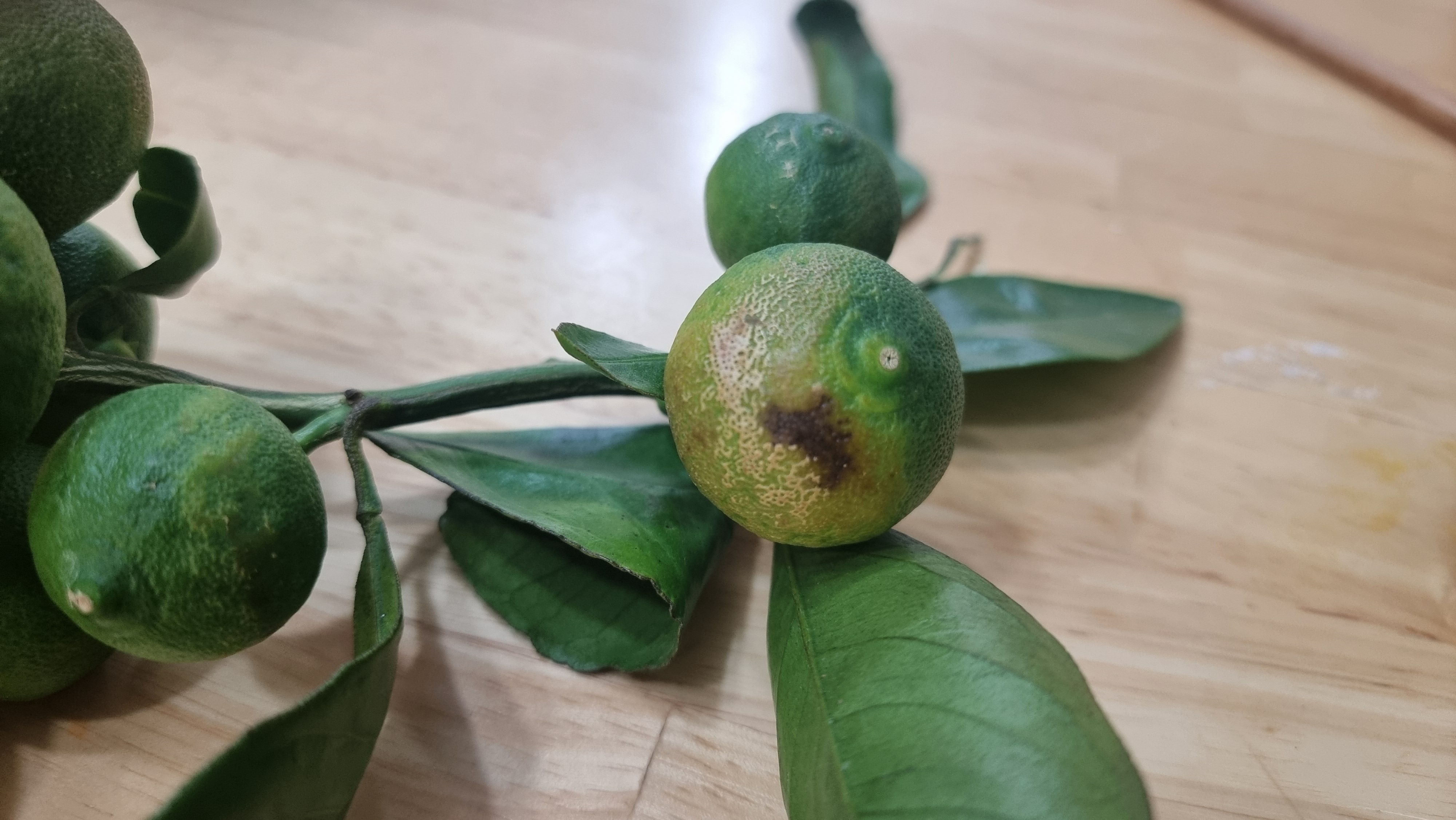 감귤상태 확인부탁드립니다