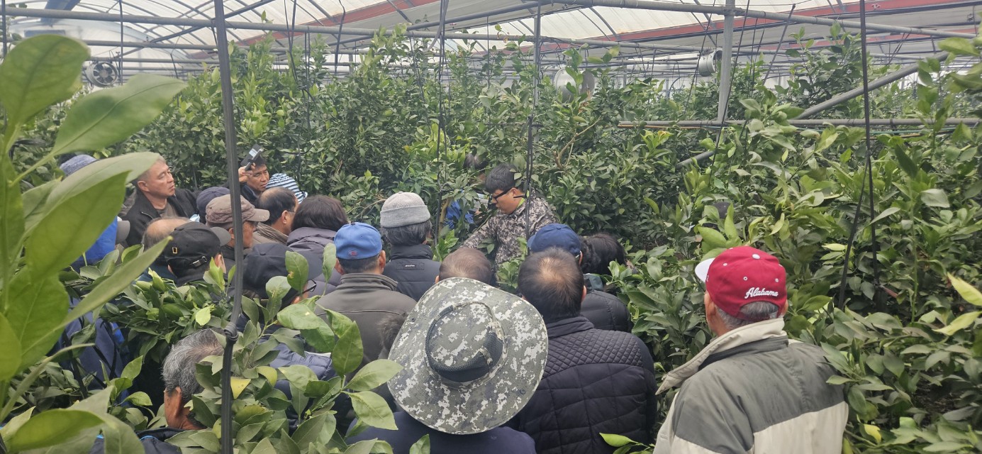 2026년 감귤류 정지.전정 기술교육 추진-7회차