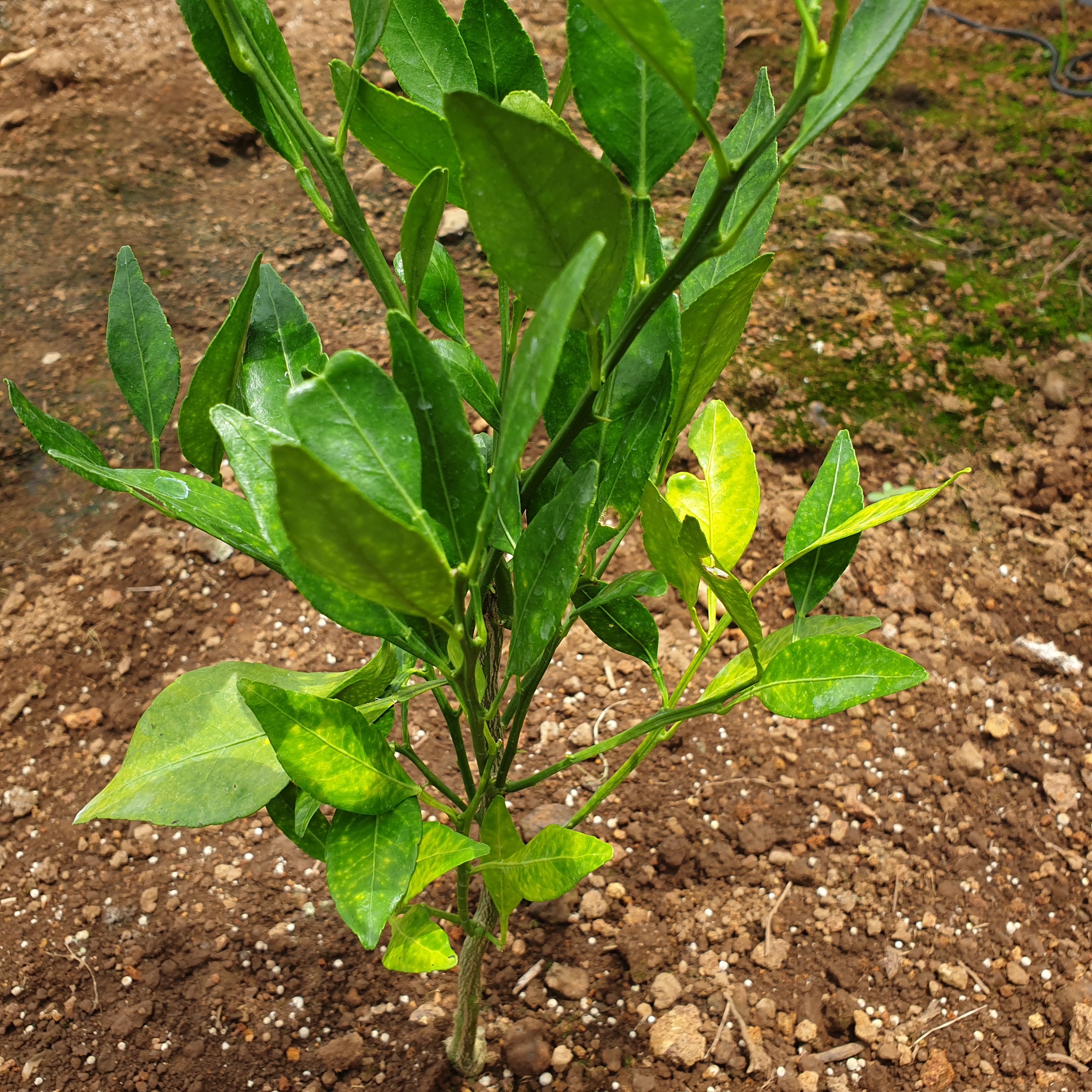레드향 잎색깔 변하는 현상
