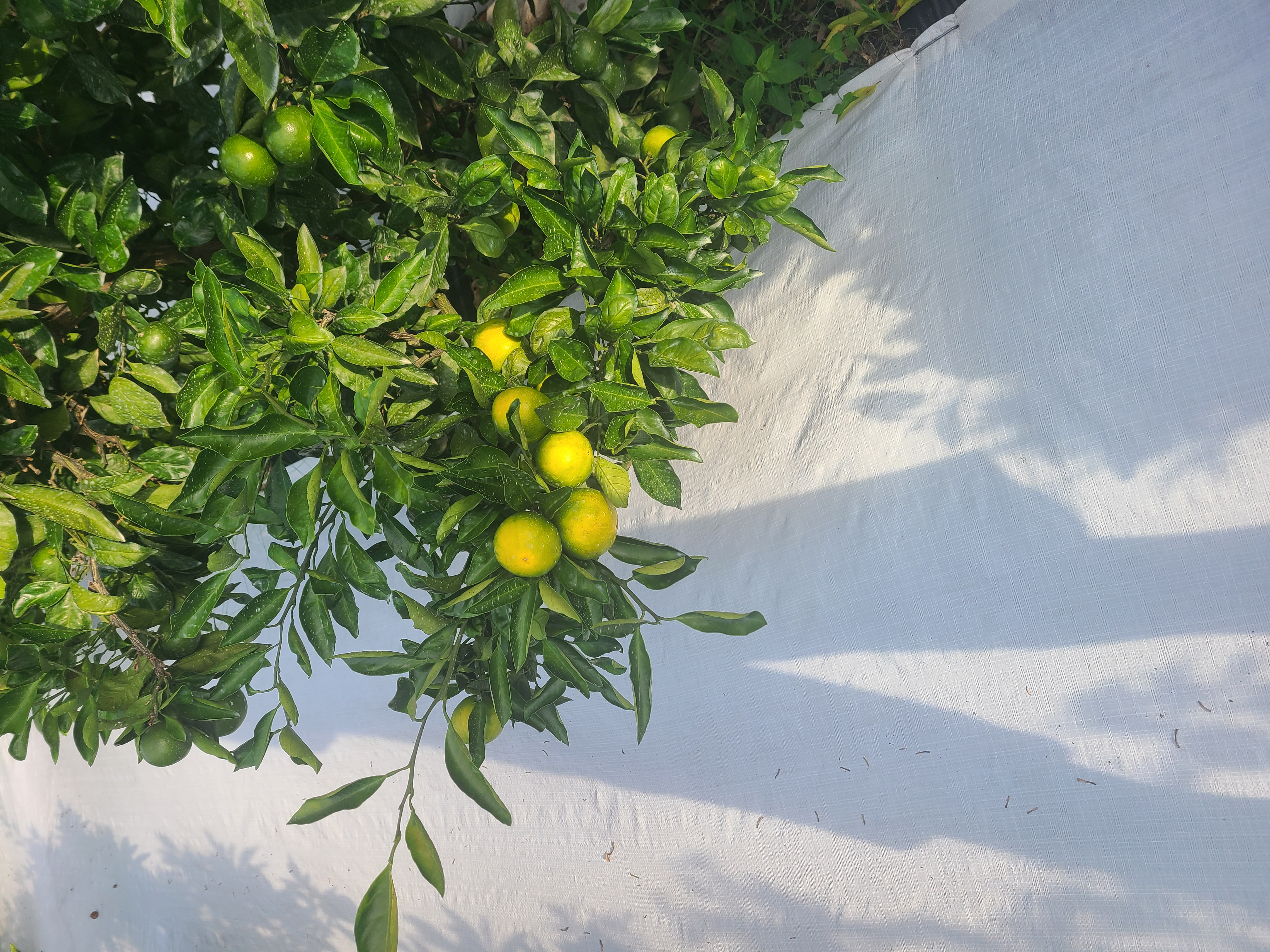 유라조생 변이가지