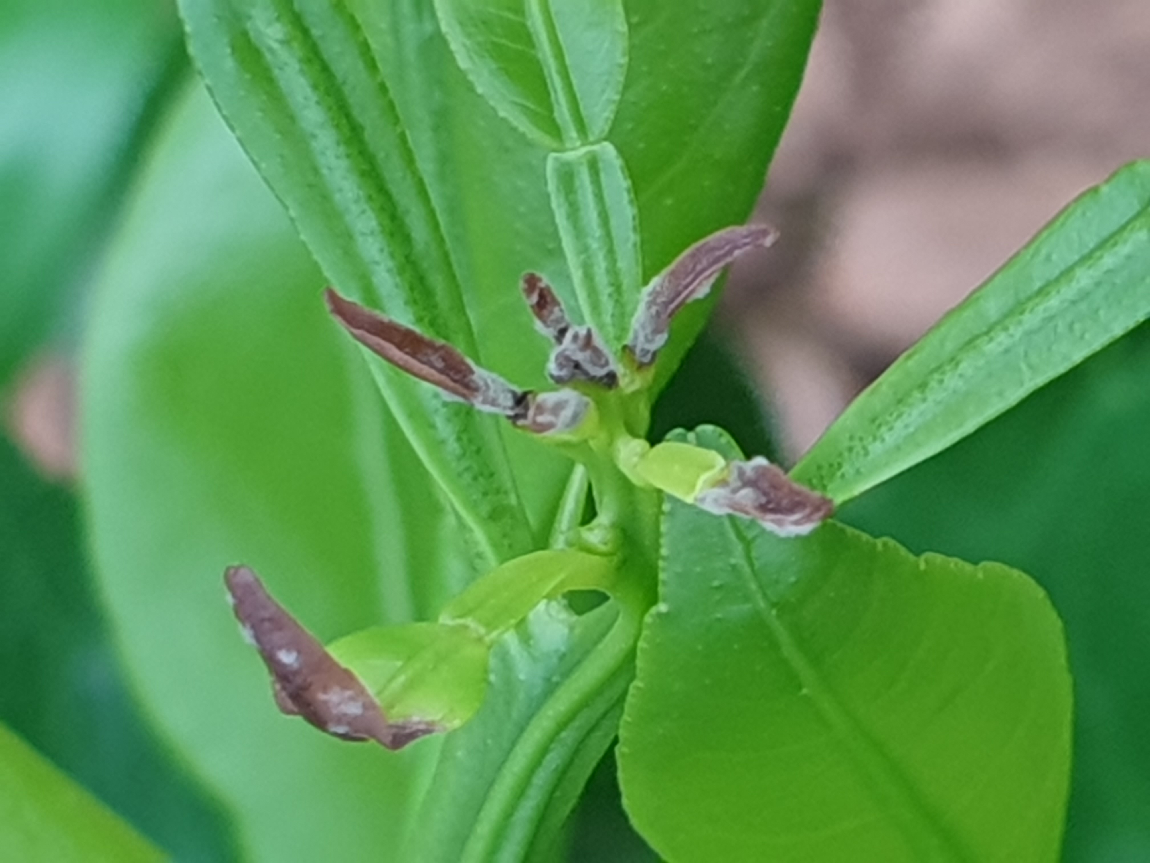 레드향 새순 끝 이상