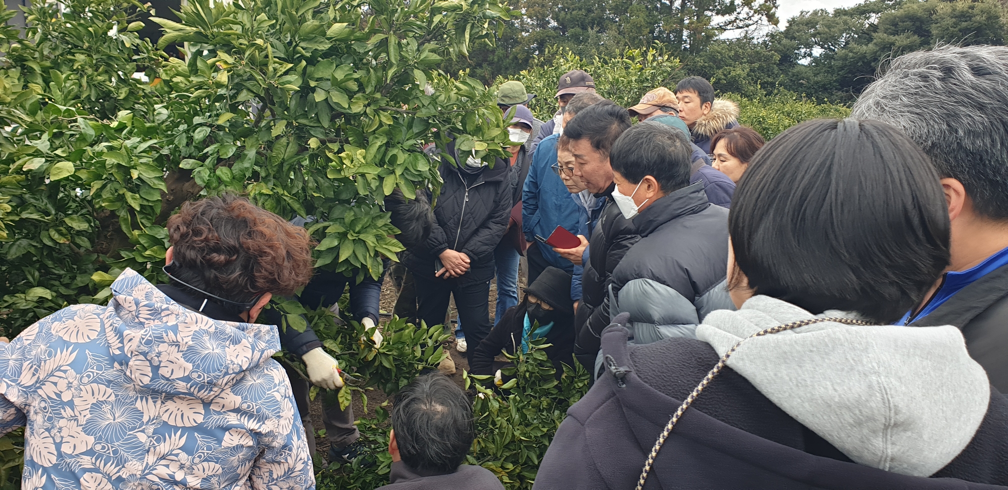 2024년 감귤 정지·전정교육