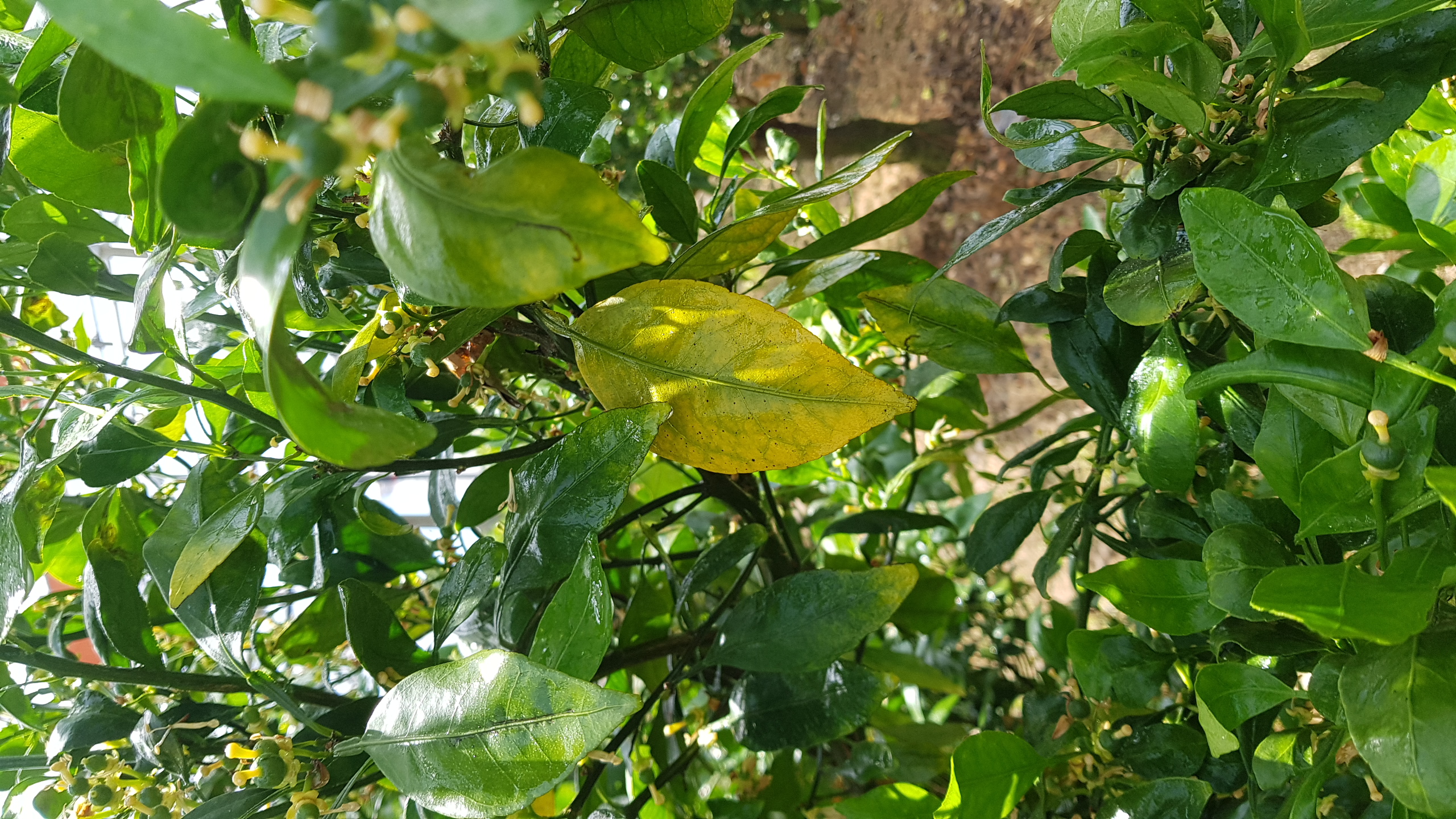 레드향나무관련