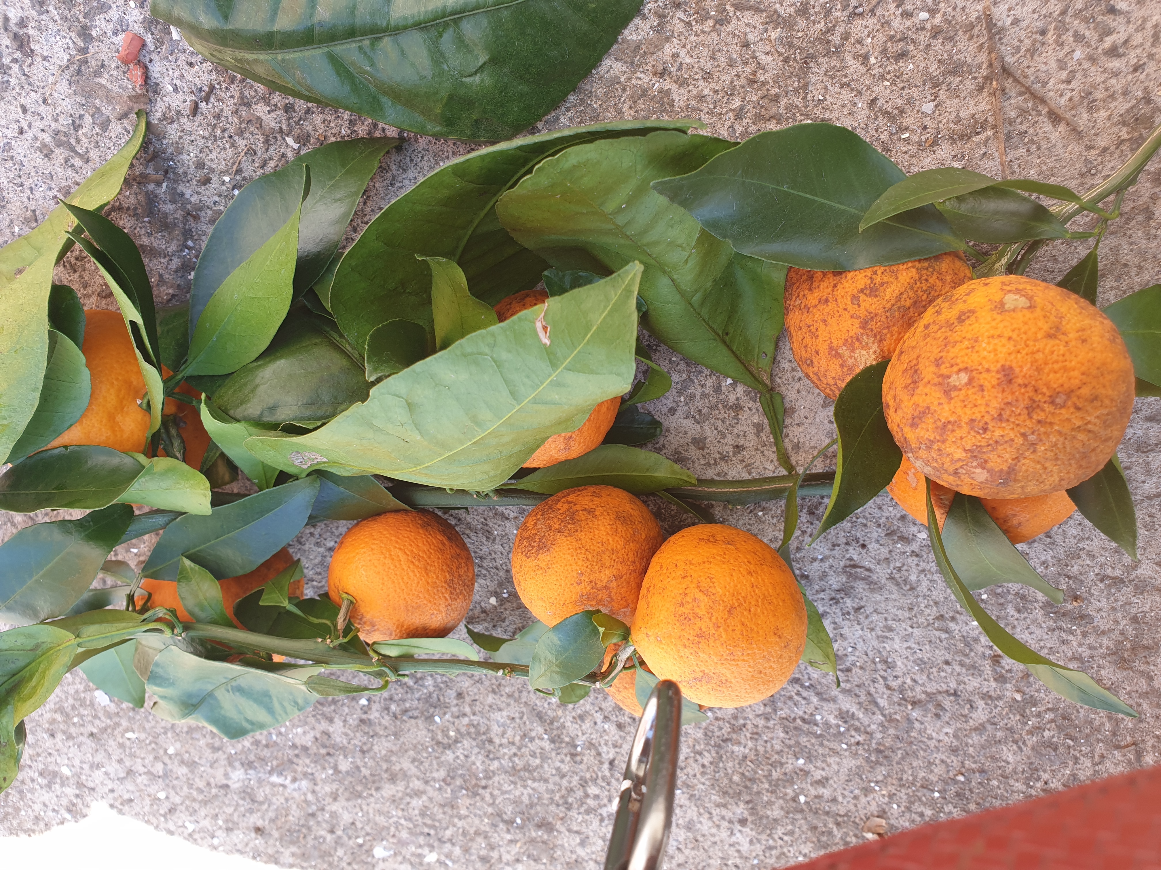 병충해 관련 문의