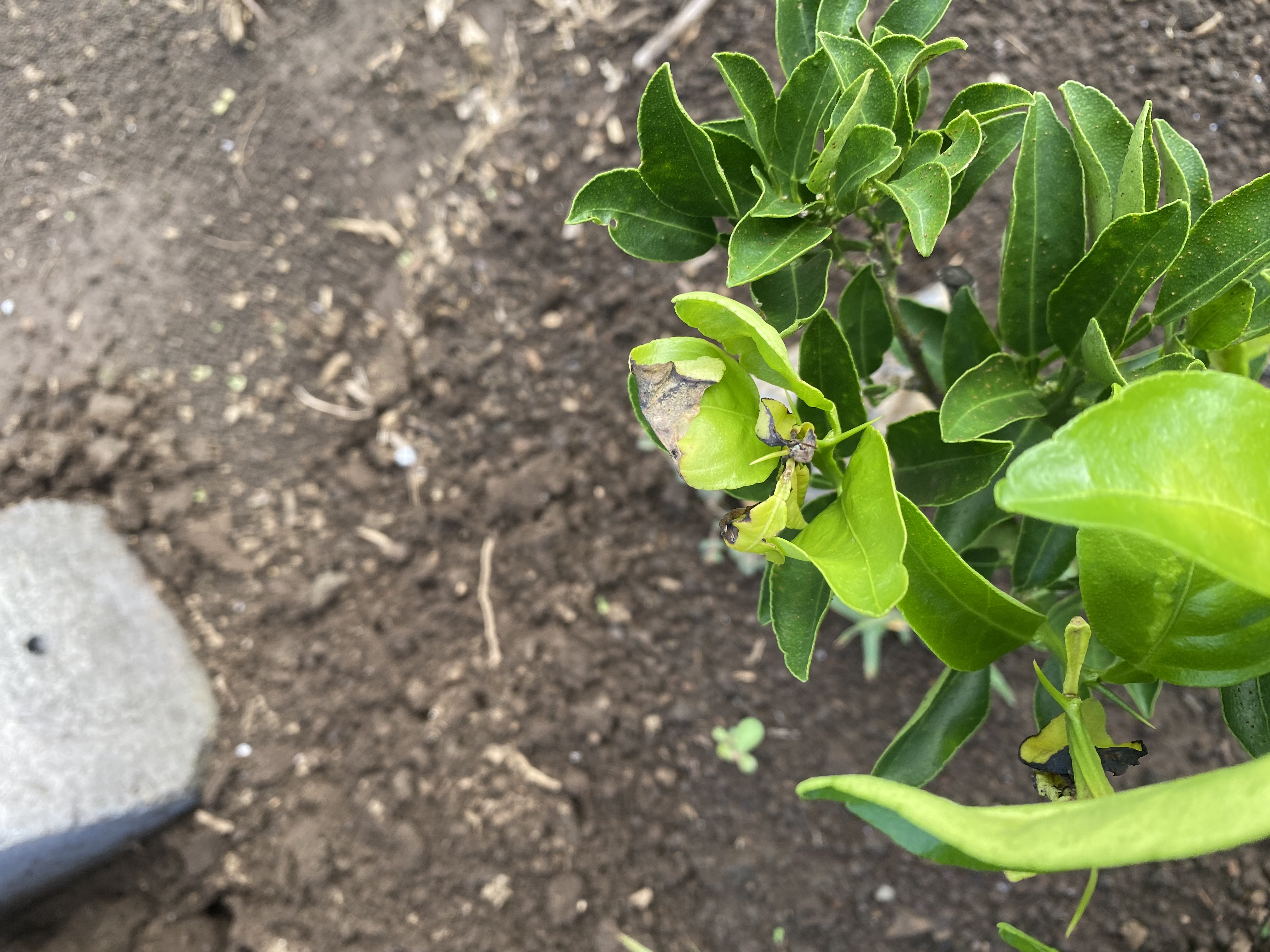 천혜향 묘목입니다. 도움이 필요합니다.