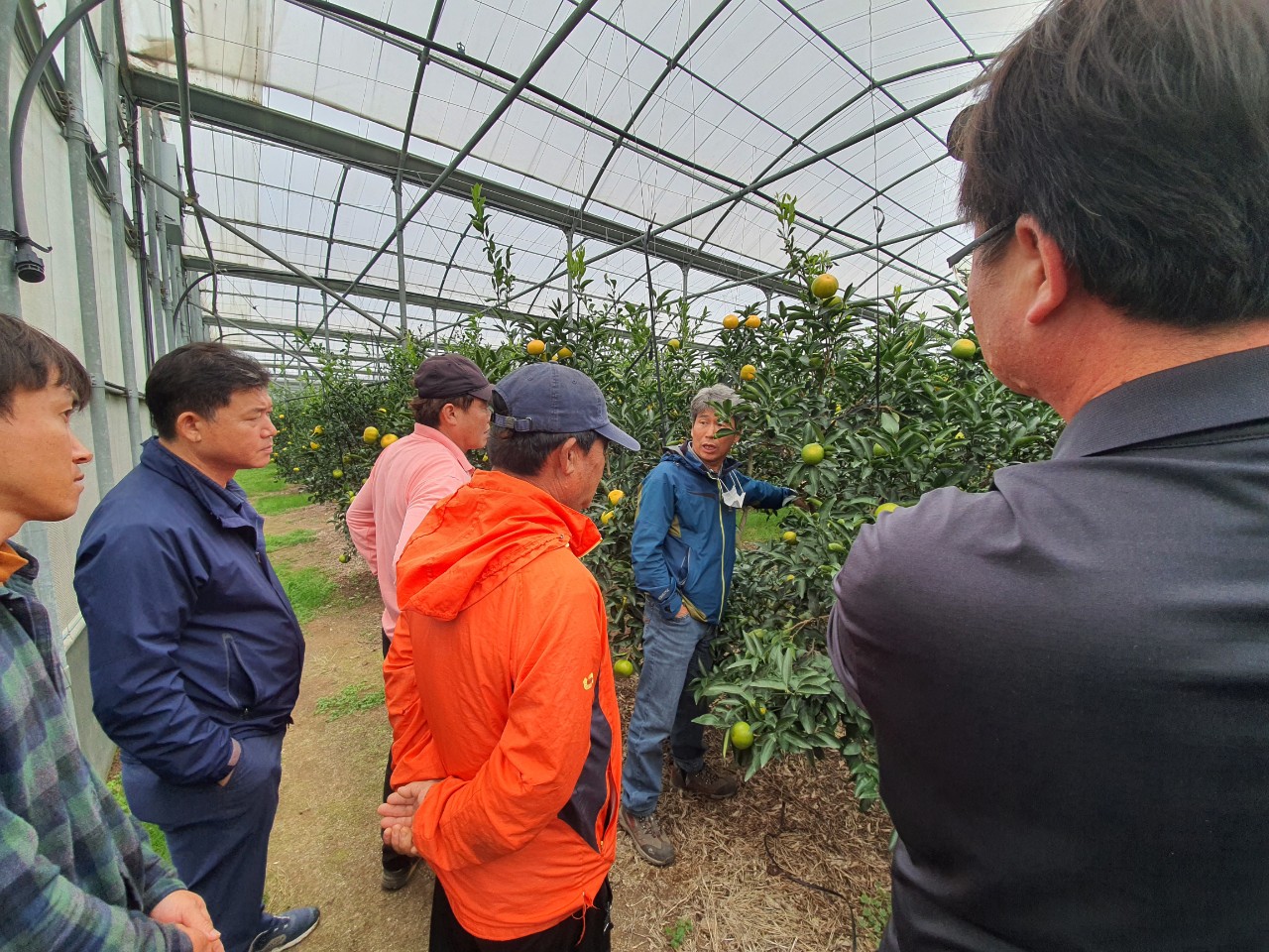 2020 한경농협 청년부 만감류 현장컨설팅 결과