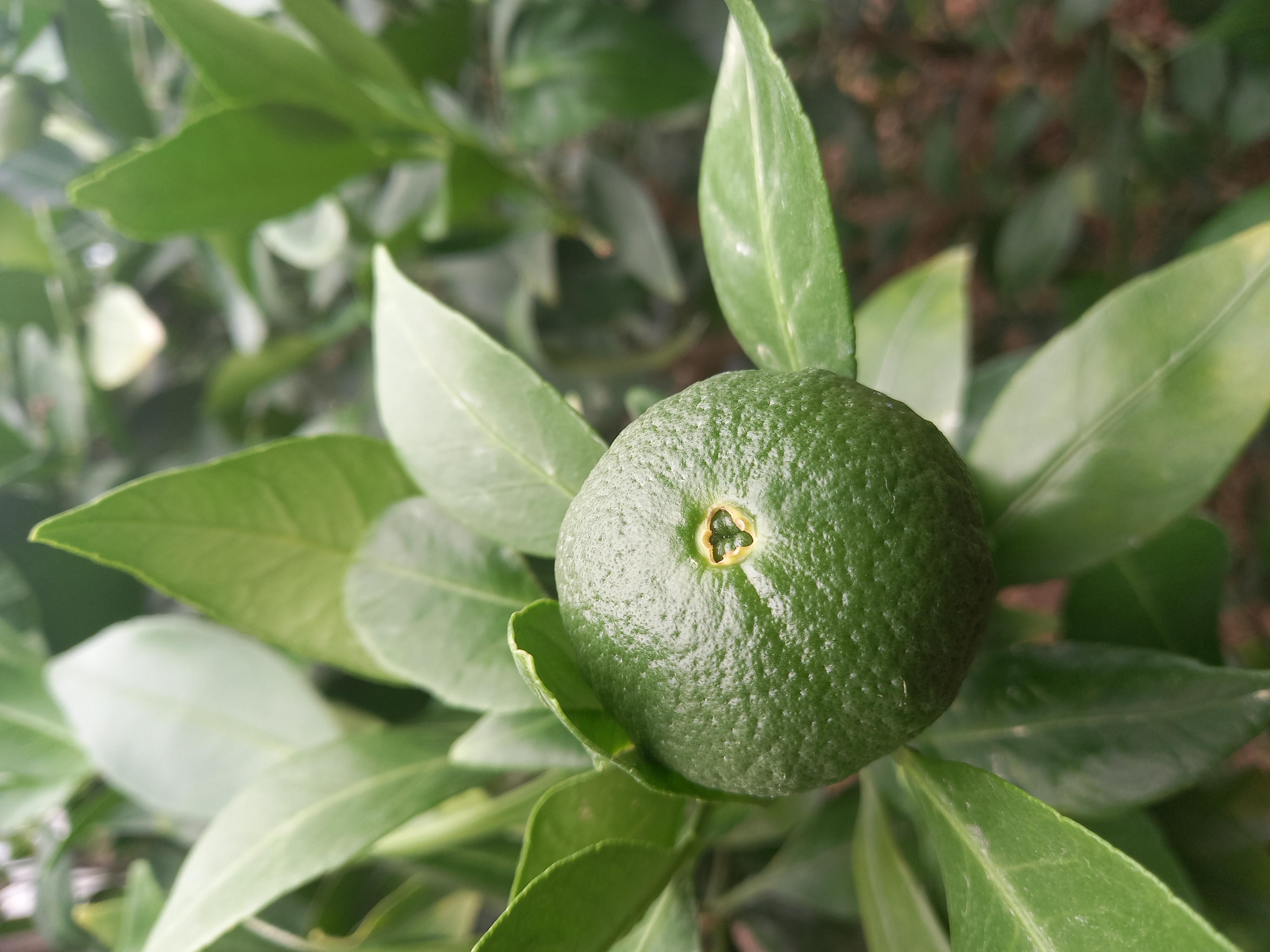 레드향 열매문의