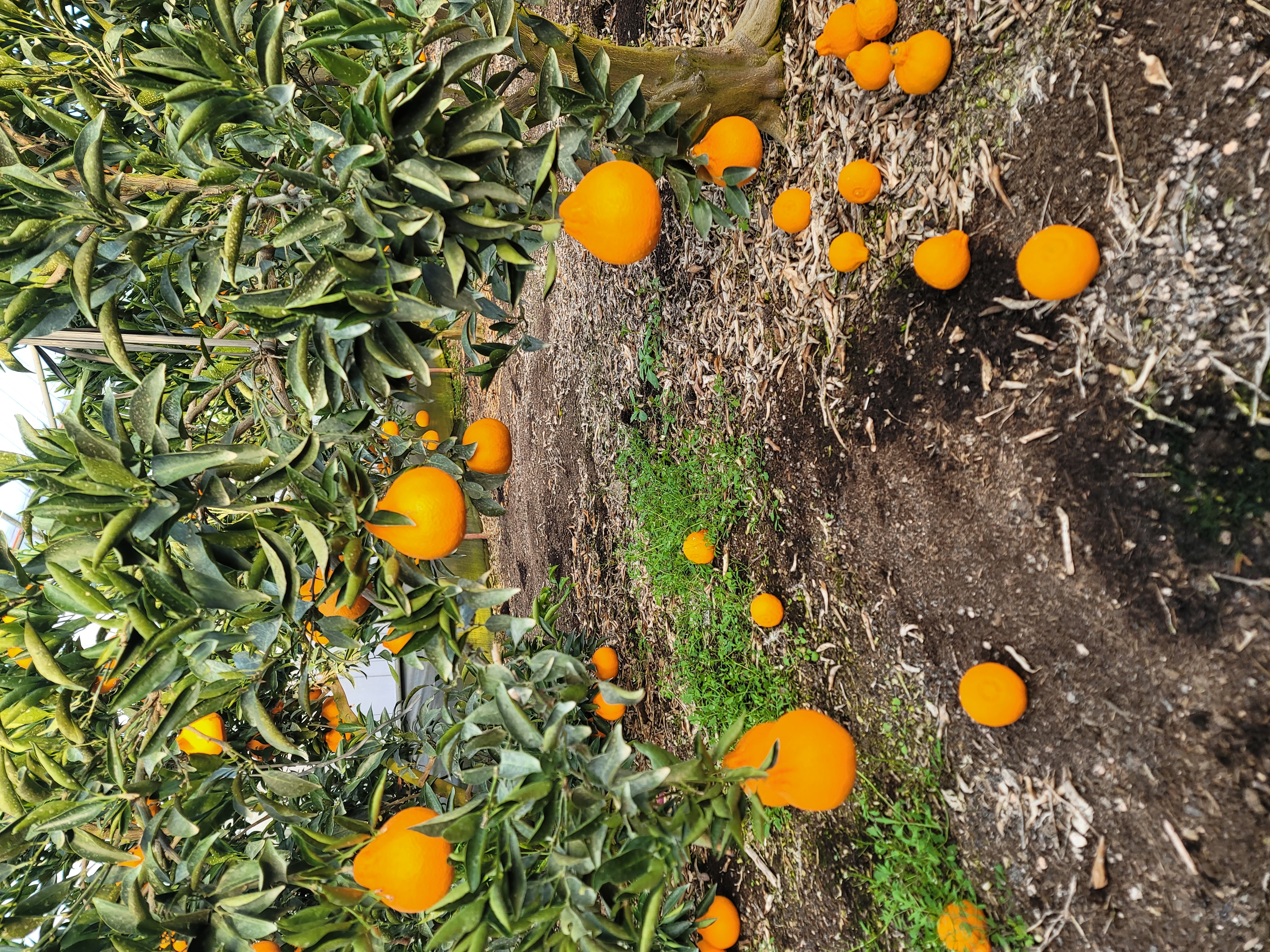 천혜향 과실모양