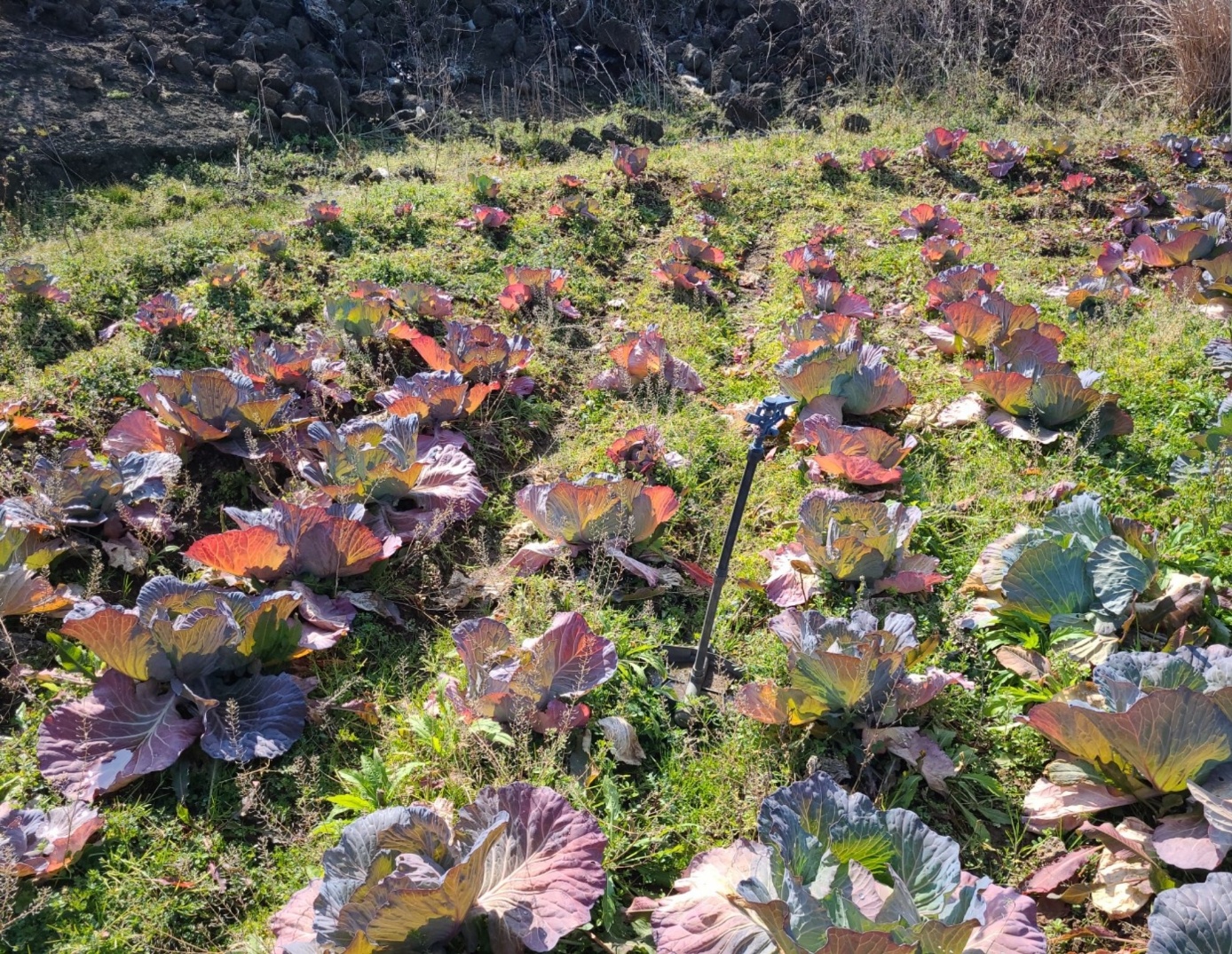 양배추 관련 문의 드립니다.
