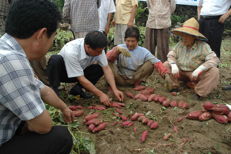 새소득작목으로 밤고구마