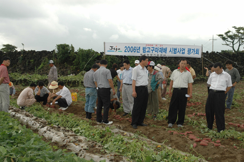 새소득작목으로 밤고구마