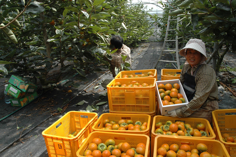 하우스 단감 전국 첫 수확