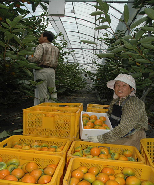 하우스 단감 전국 첫 수확