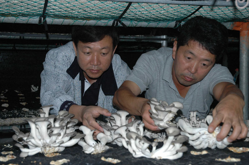 지하공기로 느타리버섯 재배