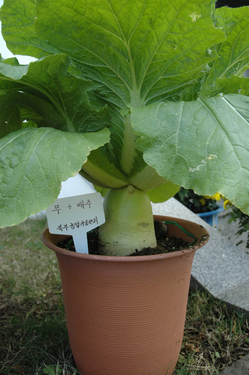 무추(지하는 무+지상은 배추)