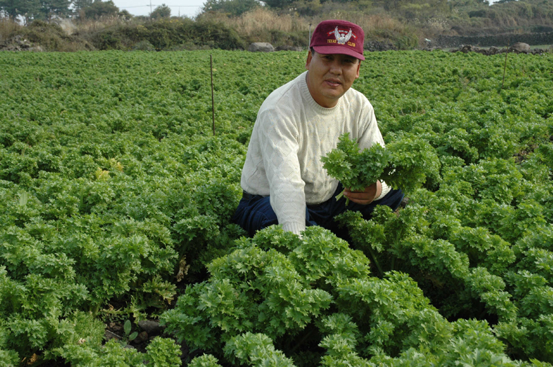 고추냉이 채소