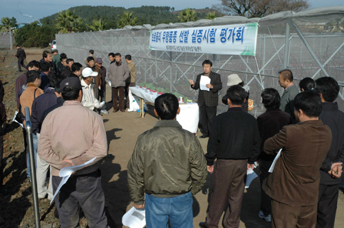 브로콜리 우량품종