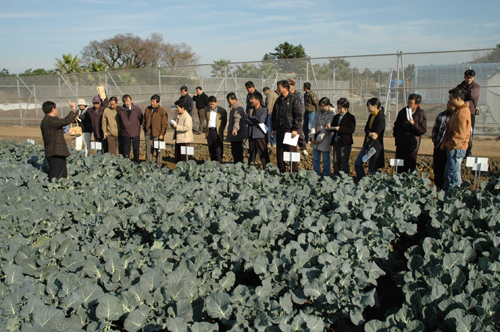 브로콜리 우량품종