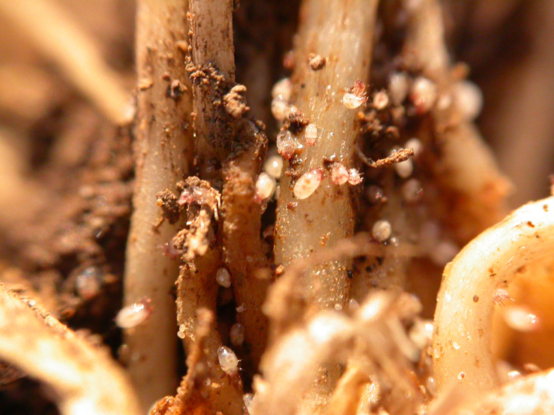 보리흰가루병, 마늘뿌리응애