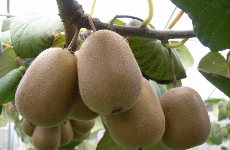 제시골드 참다래