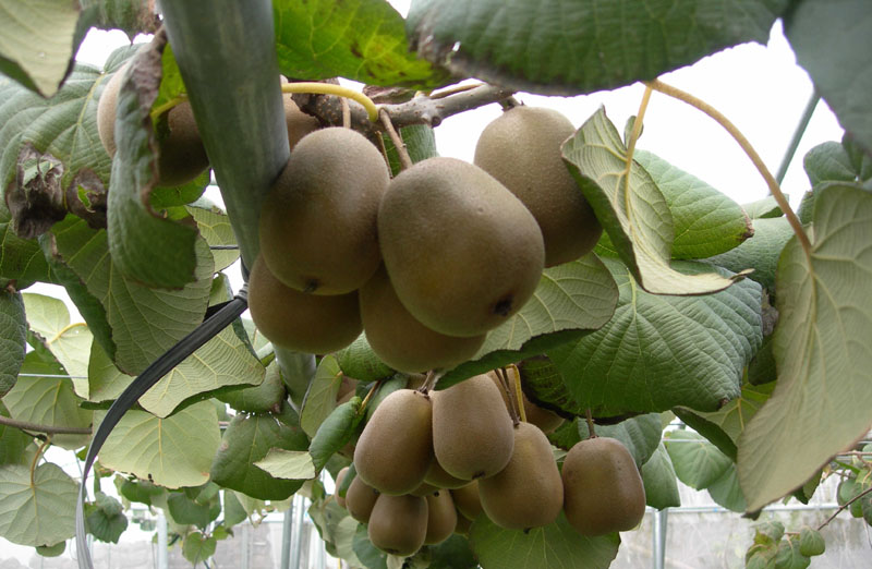 제시골드 참다래