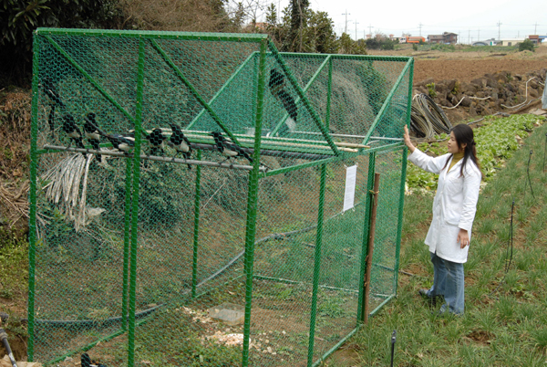 까치 포획용 틀