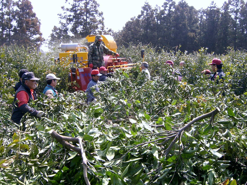 1/2 간벌 봉사활동3