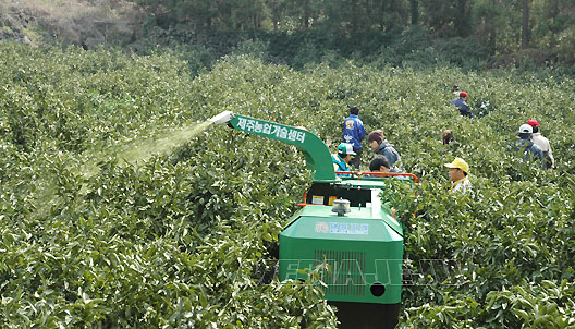 1/2 간벌 봉사활동4