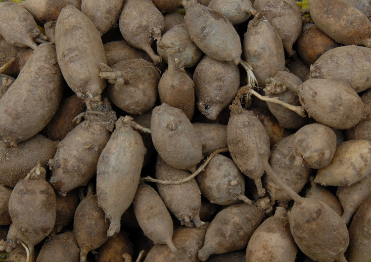 인디언감자 “아피오스”